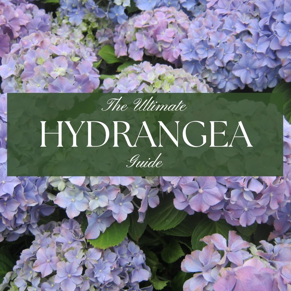 All About Hydrangeas! Bloom Report, Vol. 011