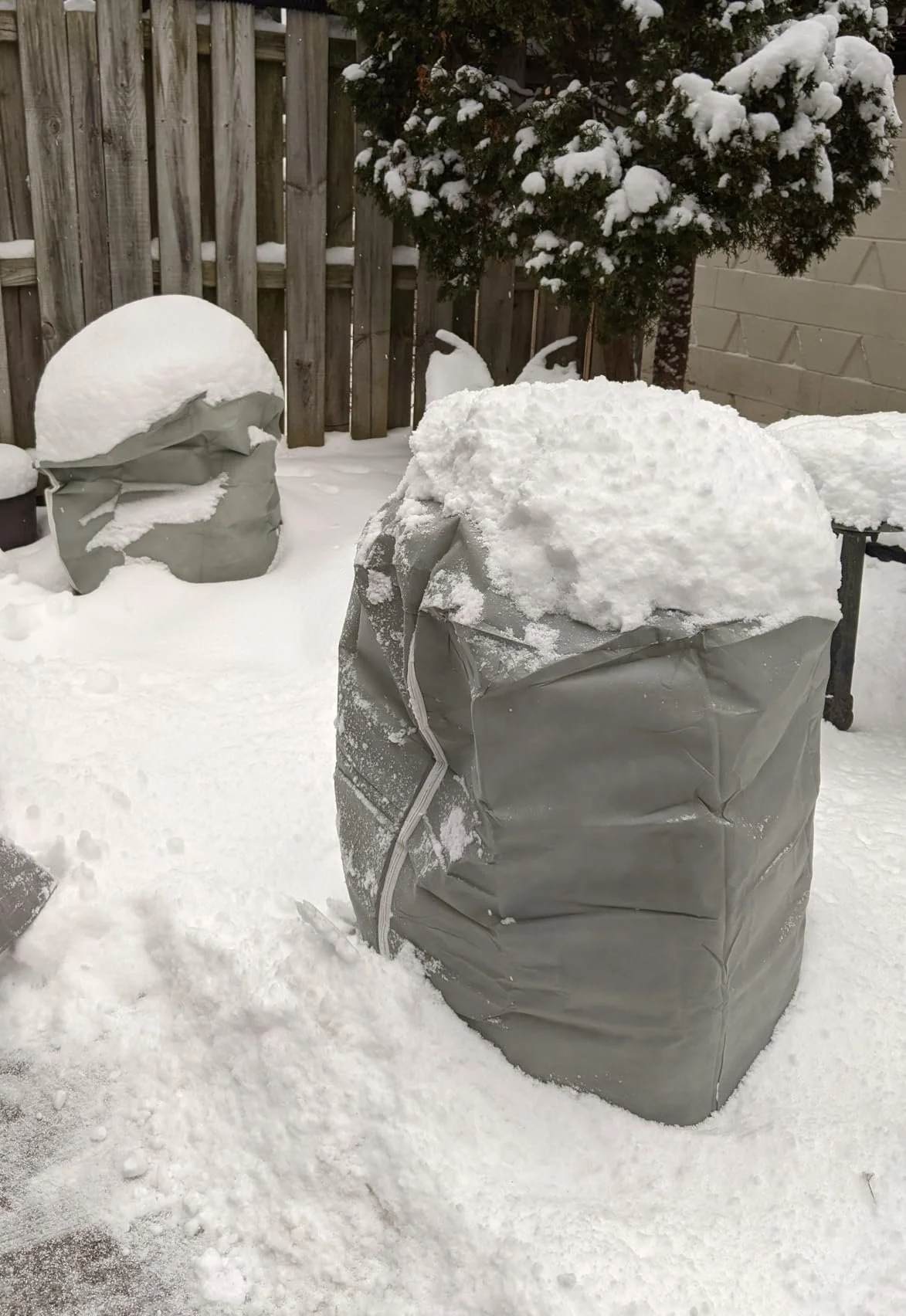 Prepare your home & PROTECT YOUR PLANTS before a hard freeze — Carmen ...
