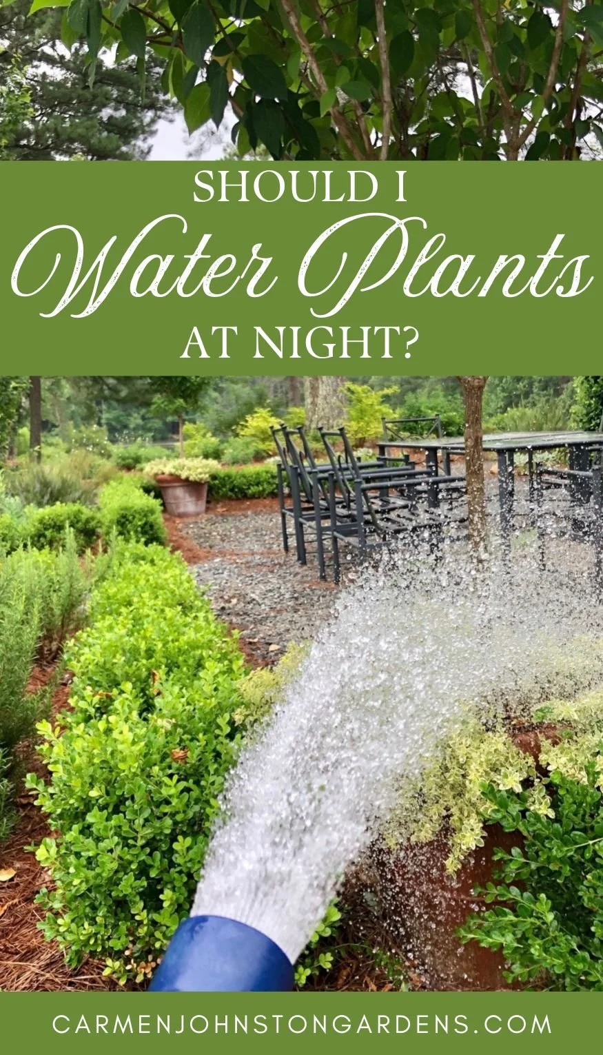 Should I Water My Plants at Night?