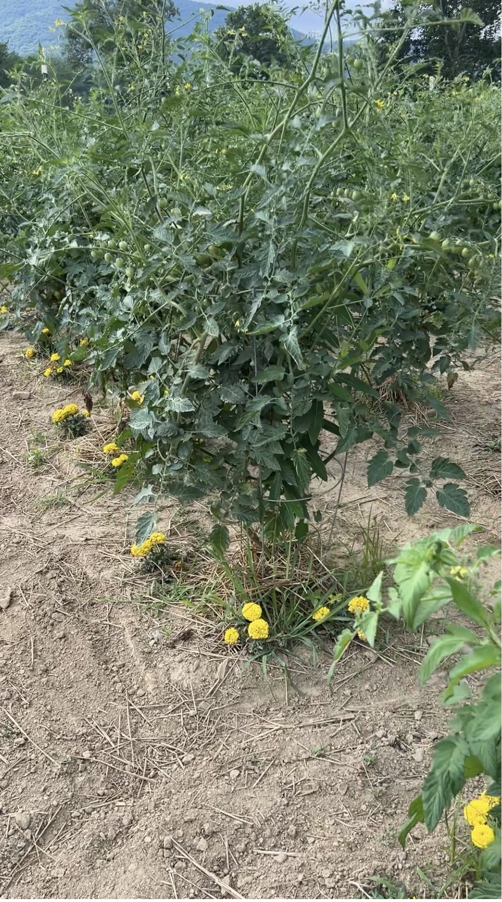 Healthy staked Tomato plant growing in sandy soil