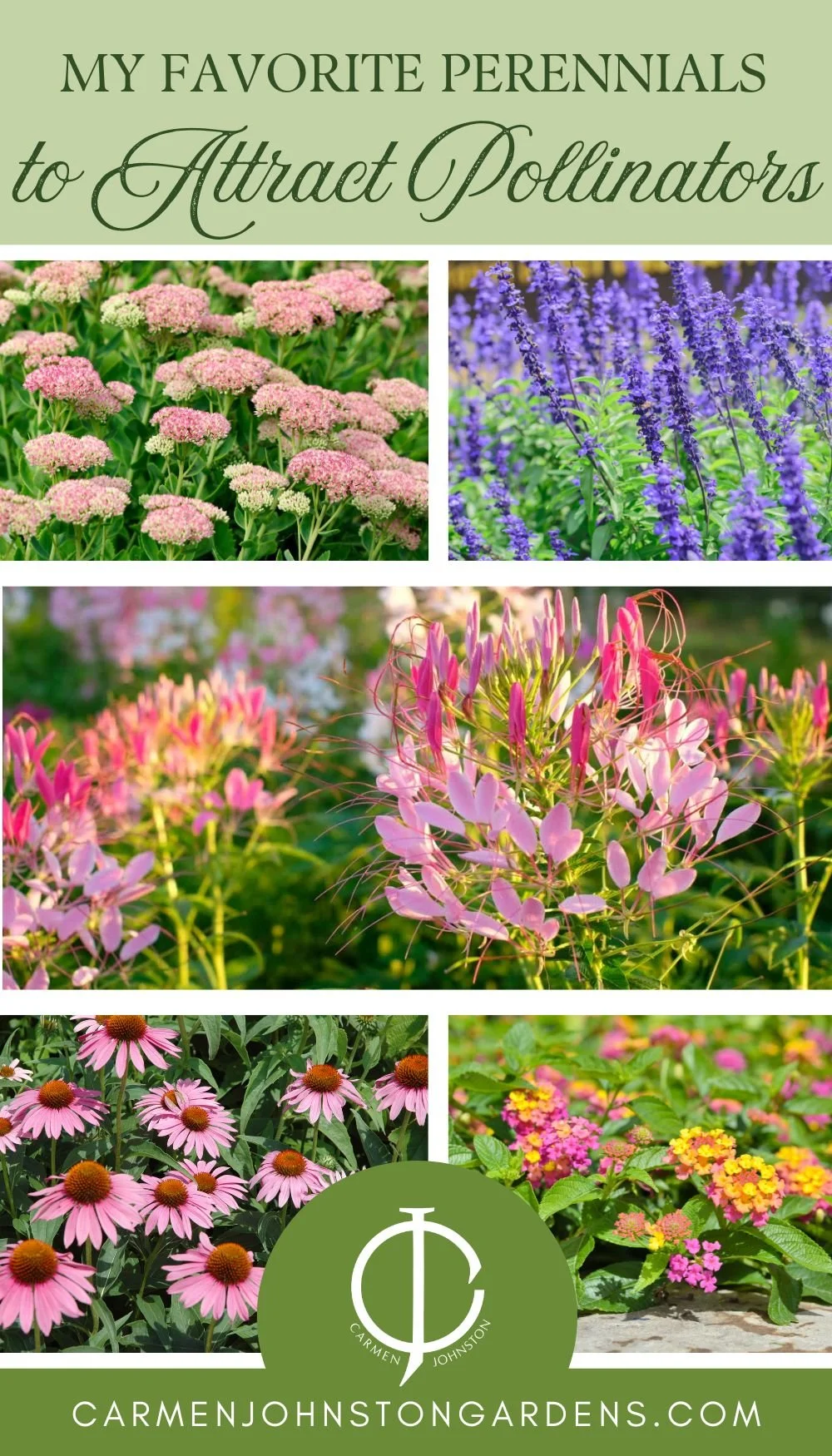Best Perennials to Attract Pollinators to your Garden