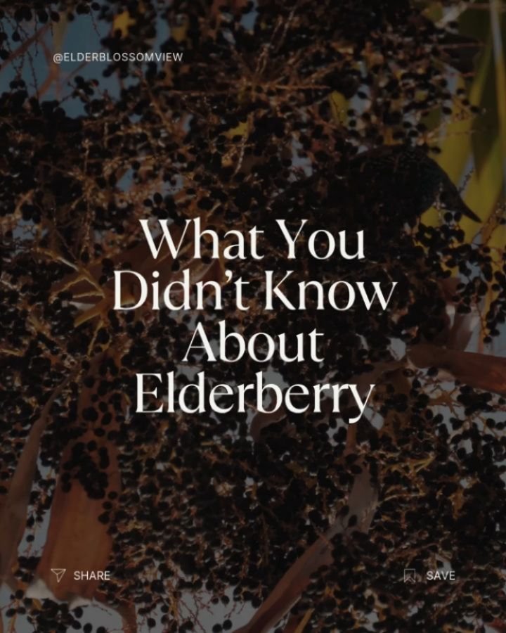 Elderberry isn&rsquo;t just a trend&mdash;it&rsquo;s a time-tested powerhouse. Here&rsquo;s why this little berry is BIG on benefits. 💪💜 #ElderberryBenefits #ImmunityBoost #NaturalWellness
.
.
.
#ElderberryBenefits #ElderberryLove #ImmunityBoost #N