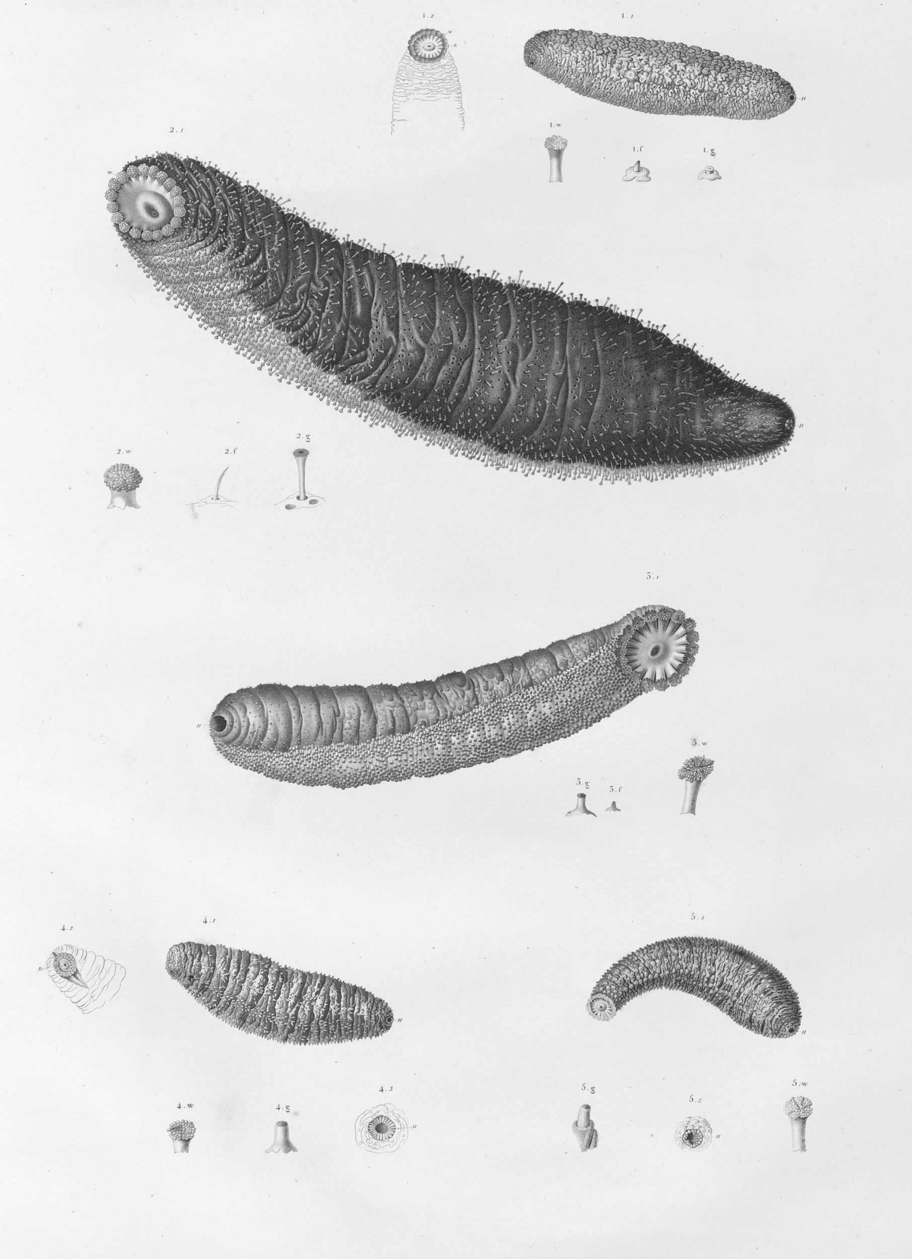 They’re Not Just in Your Gut: Where Parasites Really Live—And How You Get Them