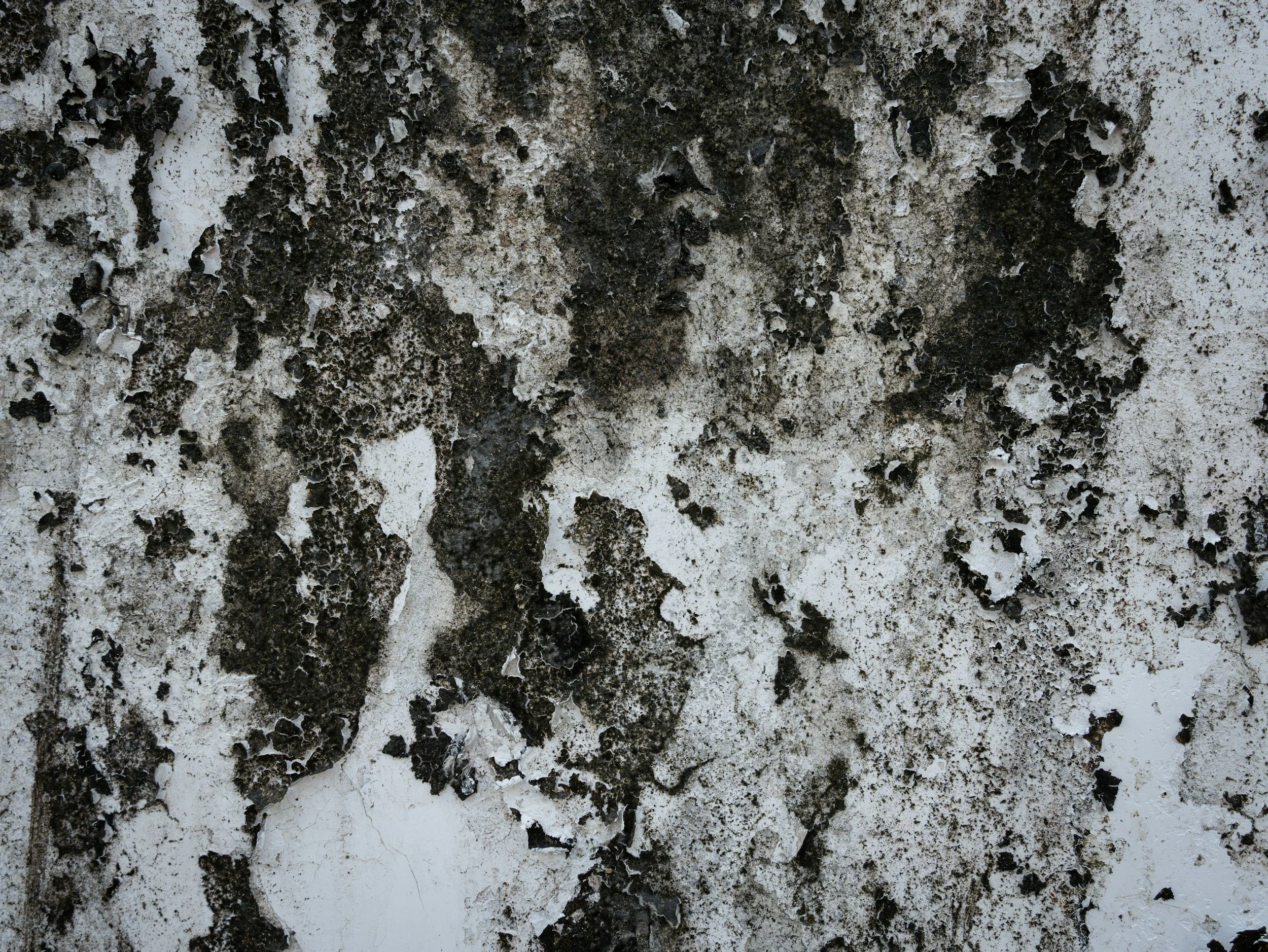 The Mold We Didn’t Know Was There