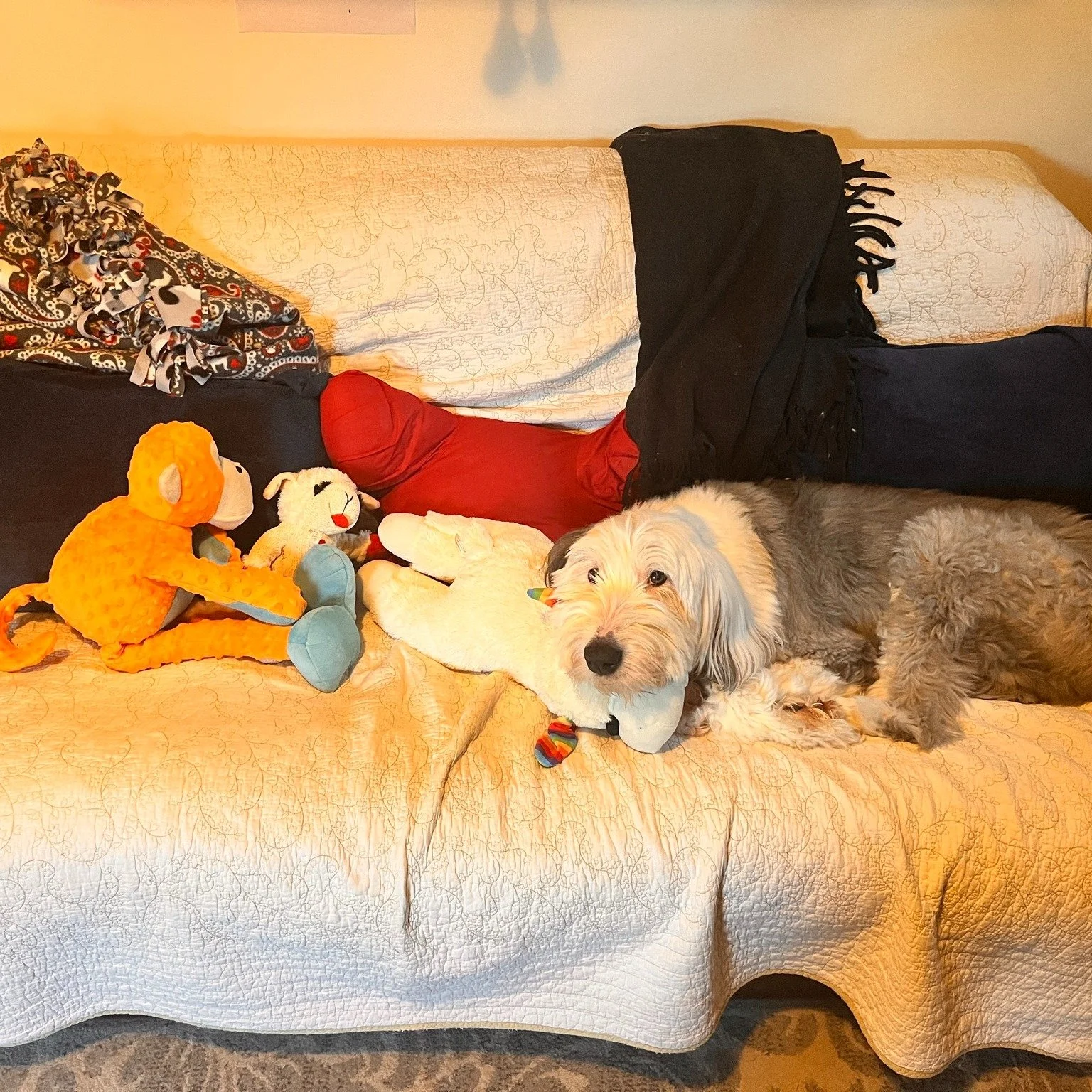 🐕 Dory's Monday Message: Let's all do as Cher says . . . ⏰🎶

. . . and turn back time. Remember to turn the clocks back one hour on Saturday night. 🌙

Dory waits all year for this day when she gets one more hour to sleep. 😴 But this year, she's d