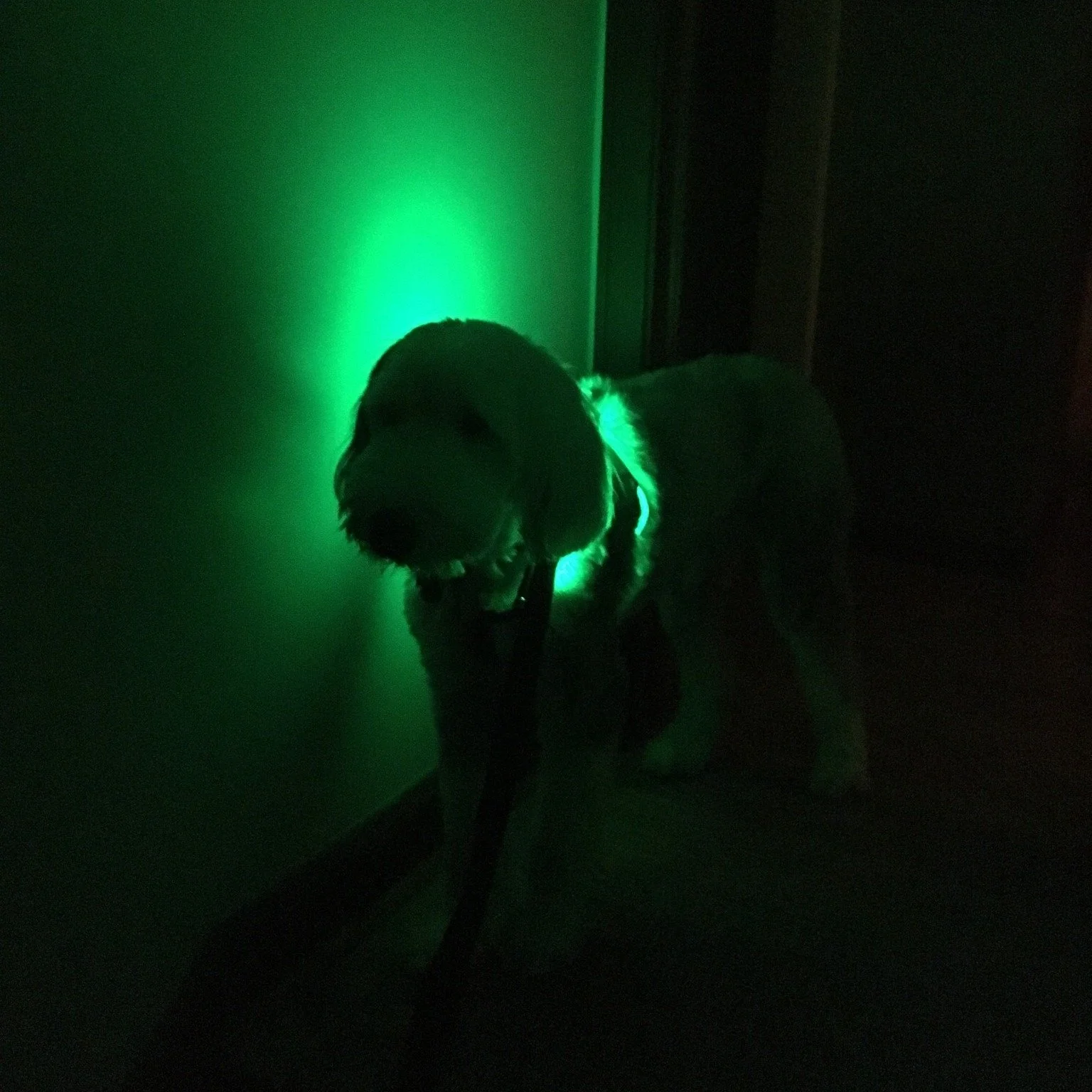 🐕 Dory&rsquo;s Monday Message: Light the path and be an agent of change ✨🔥

The fall semester and another calendar year are coming to a close. As we all look ahead, remember these words that often are attributed to St. Ignatius: "Go forth and 