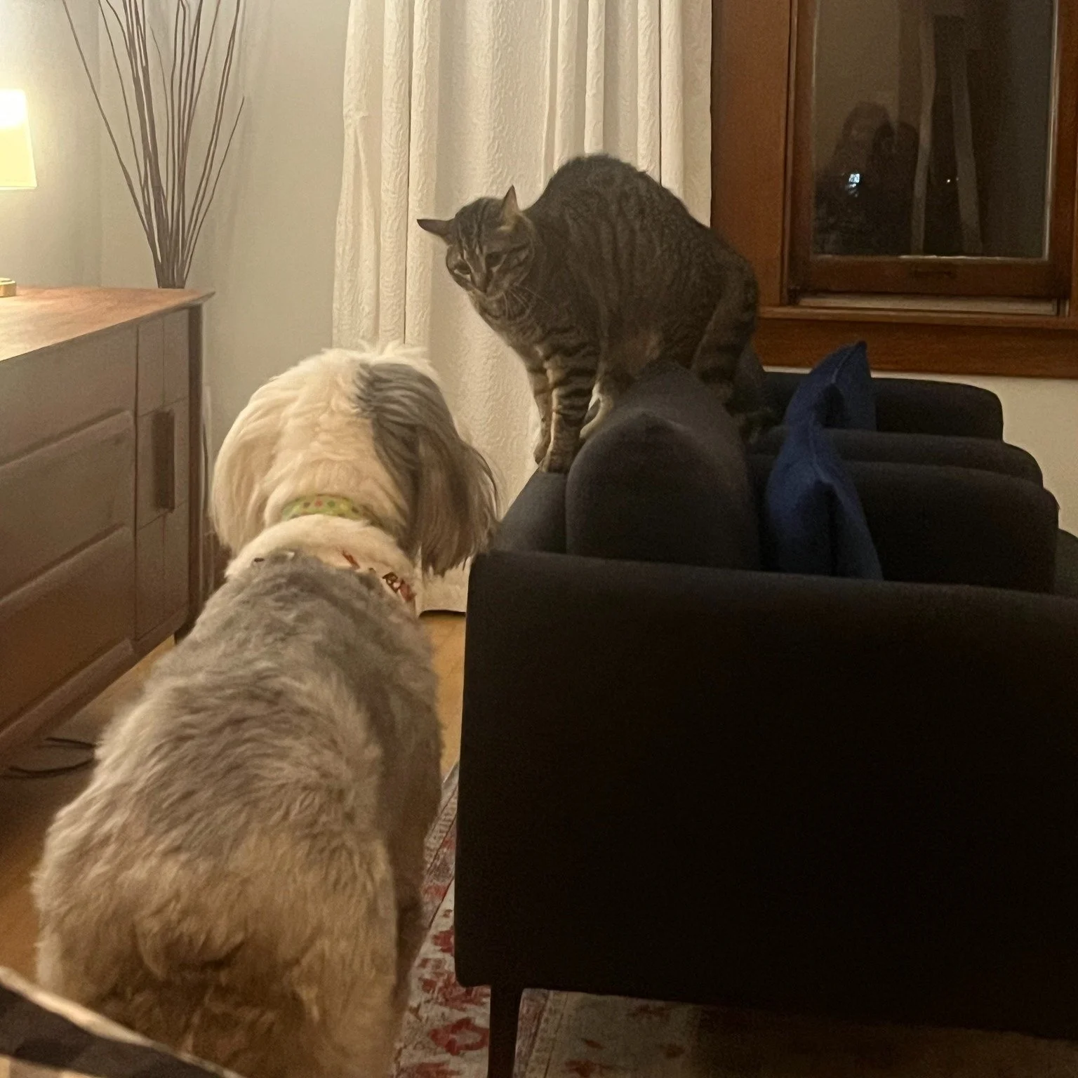 🐕 Dory&rsquo;s Monday Message: Forget What They Say about Curiosity and Cats 🐈 

Once upon a time, Dory and Cenote the cat met for the first time. 😻 They'd both been around the other's kind before, but this was their first meeting. Dory was curiou