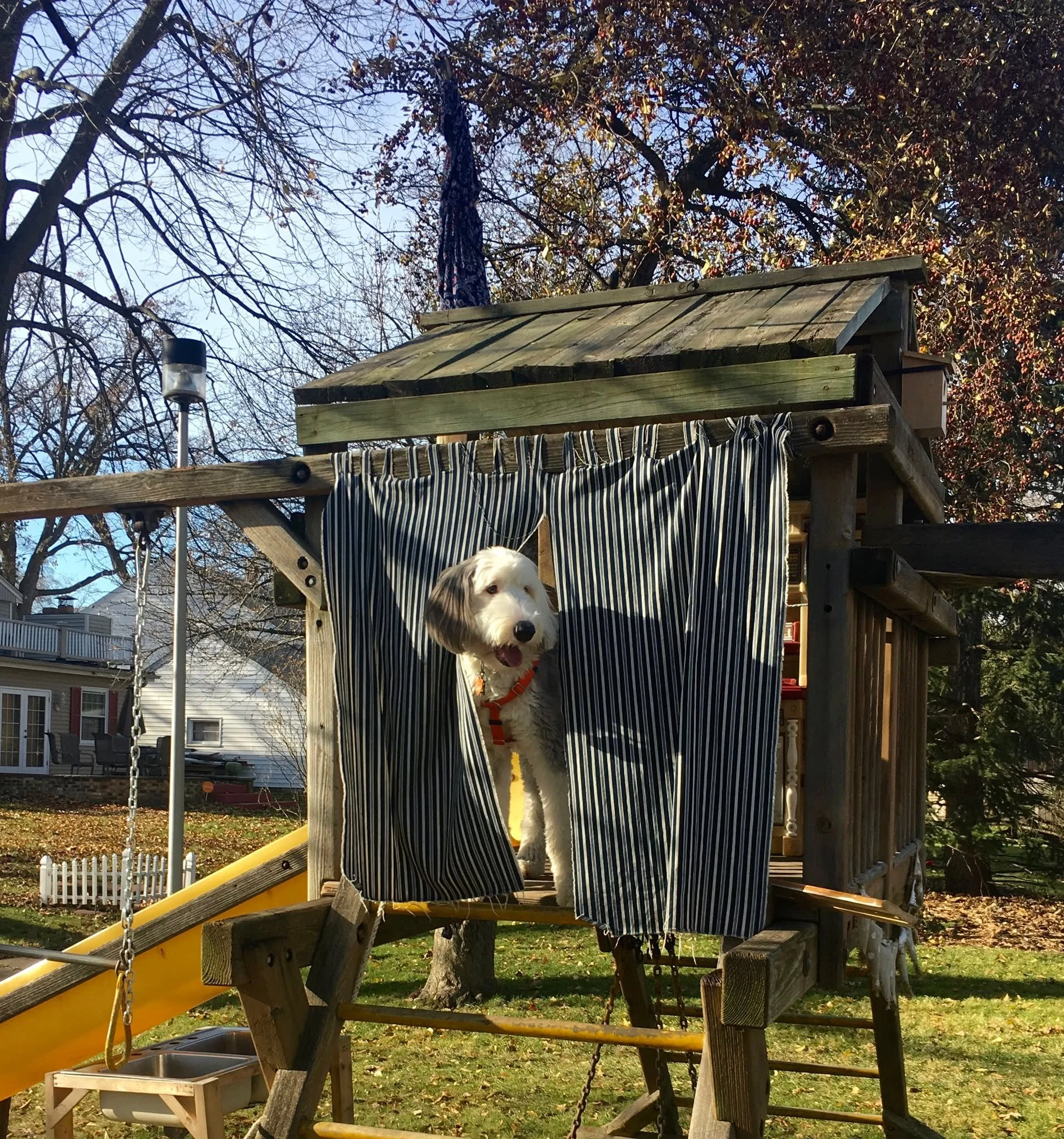 🐕 Dory&rsquo;s Monday Message: The View from Here 🐑⛺️

From the vantage point of her sheep&rsquo;s/my godsons&rsquo; playfort, Dory looks ahead to the possibilities that await her next month. She's not worried about what's behind her. She's wide op