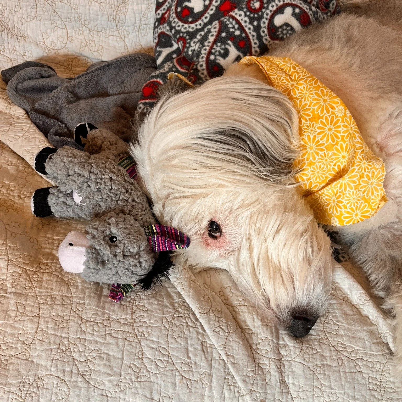 🐕 Dory&rsquo;s Monday Message: Meeting of the Minds 🧠🐾

Dory has a very trusted inner circle.

In this case, it&rsquo;s her well-loved (and slightly overworked) stuffed donkey. 🫏

They&rsquo;ve had countless strategy sessions together, some high 