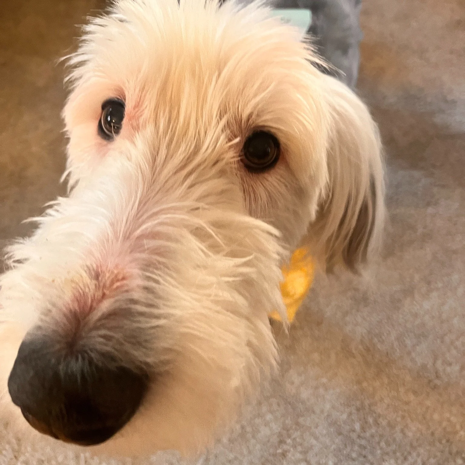🐕 Dory&rsquo;s Monday Message: Ready for Your Close-Up? 🎬🐾

What do Dory and Norma Desmond have in common?

They love their close-ups.

But for different reasons of course.

Dory gets very close when she wants to understand what&rsquo;s going on. 