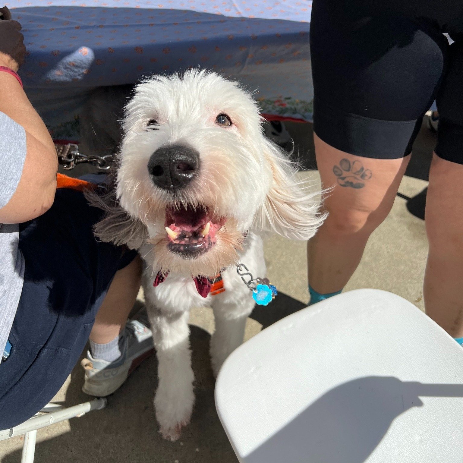 🐕 Dory&rsquo;s Monday Message: Lessons from the SAG WAG Edition 🐾 🚴

🐶 A Face Worth Riding For 🐶

Ever completed a marathon, either literal or metaphorical? 🏃&zwj;♀️🚴&zwj;♂️

You know how those last moments before the finish line can feel like