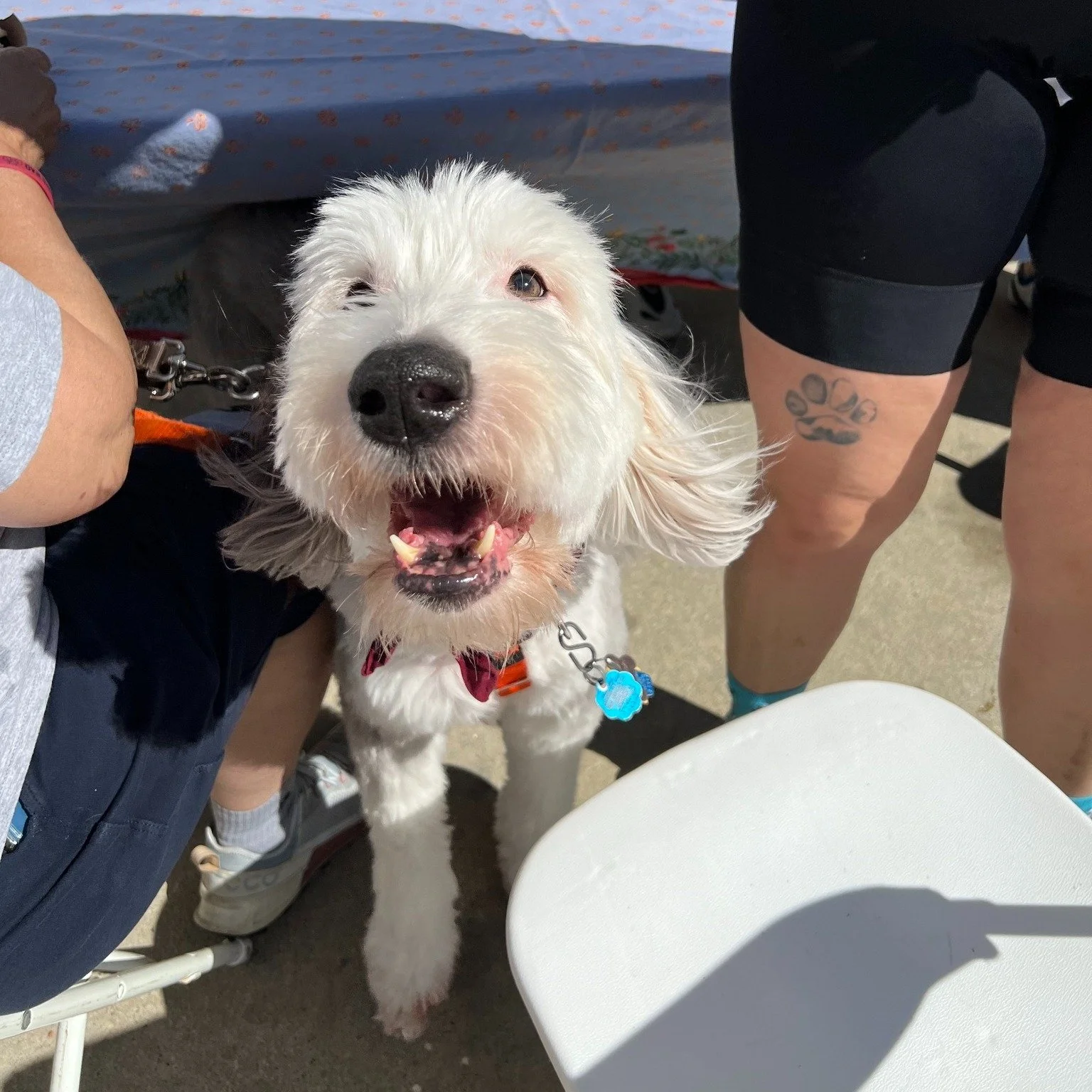 🐕 Dory&rsquo;s Monday Message: Lessons from the SAG WAG Edition 🐾 🚴

🐶 A Face Worth Riding For 🐶

Ever completed a marathon, either literal or metaphorical? 🏃&zwj;♀️🚴&zwj;♂️

You know how those last moments before the finish line can feel like