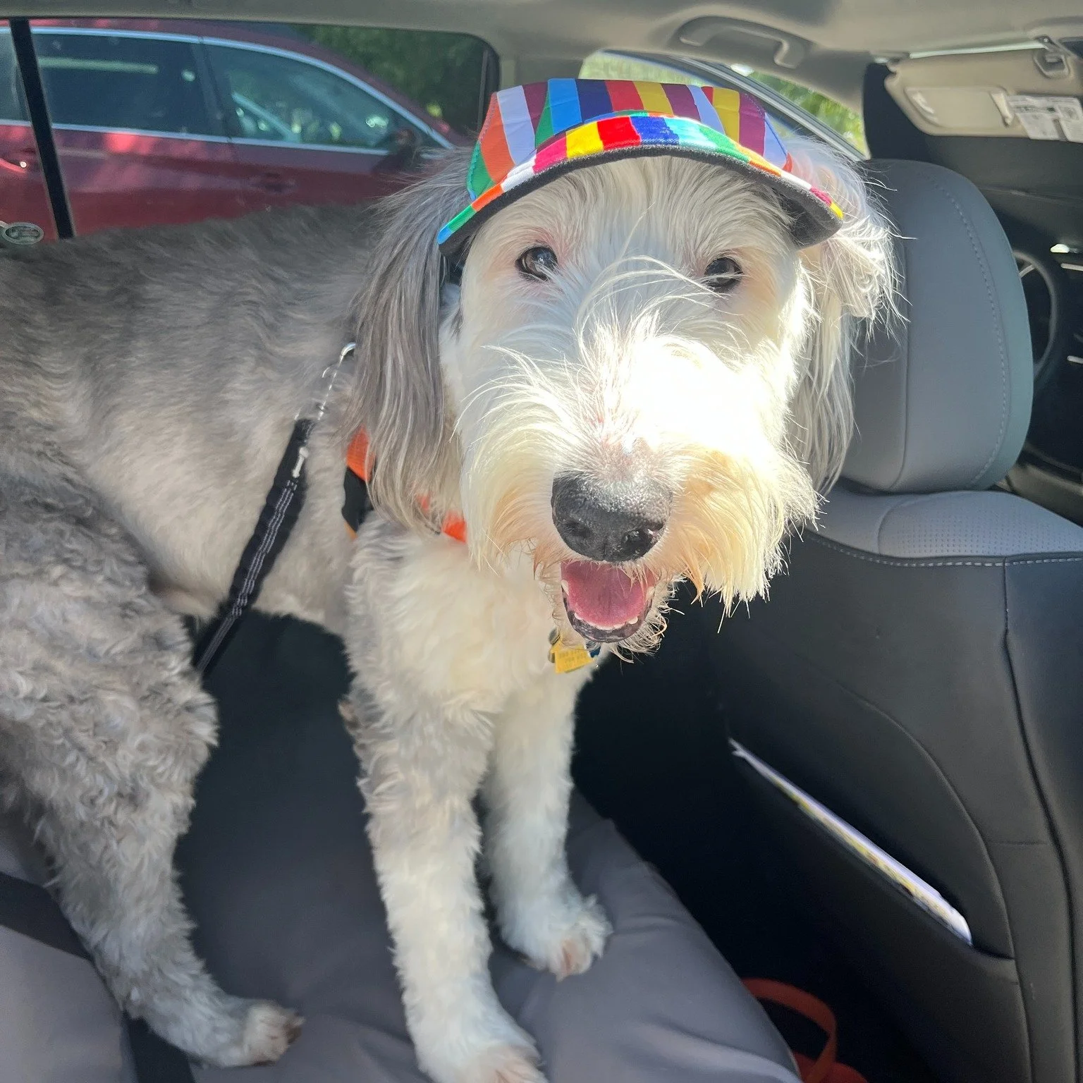 🐕 Dory's Monday Message: Lessons from the SAG WAG Edition 🐾 🚴

🧢 Protected for the Ride 🧢

A few summers ago, Dory got sunburned. Yes, dogs can get sunburned, my friends. ☀️

Now when she's on SAG WAG duty, she wears a stripe of baby sunscreen a
