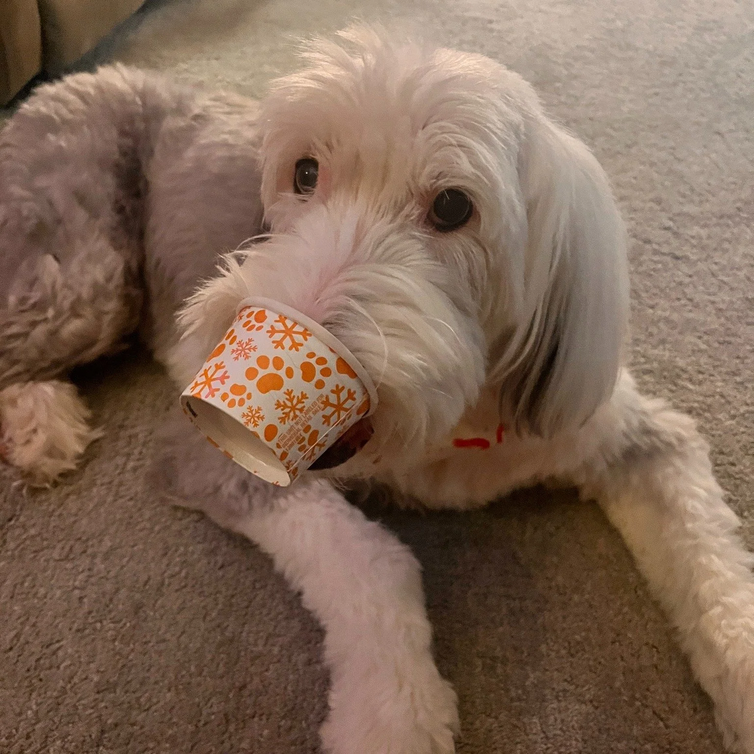 🐕 The Monday Career Question 🔄

What in your work is worth savoring?

Dory had doggie ice cream, and she was not in a hurry to finish it. She savored every last melted drop, which is saying something. Dory usually scarfs down whatever she&rsquo;s e