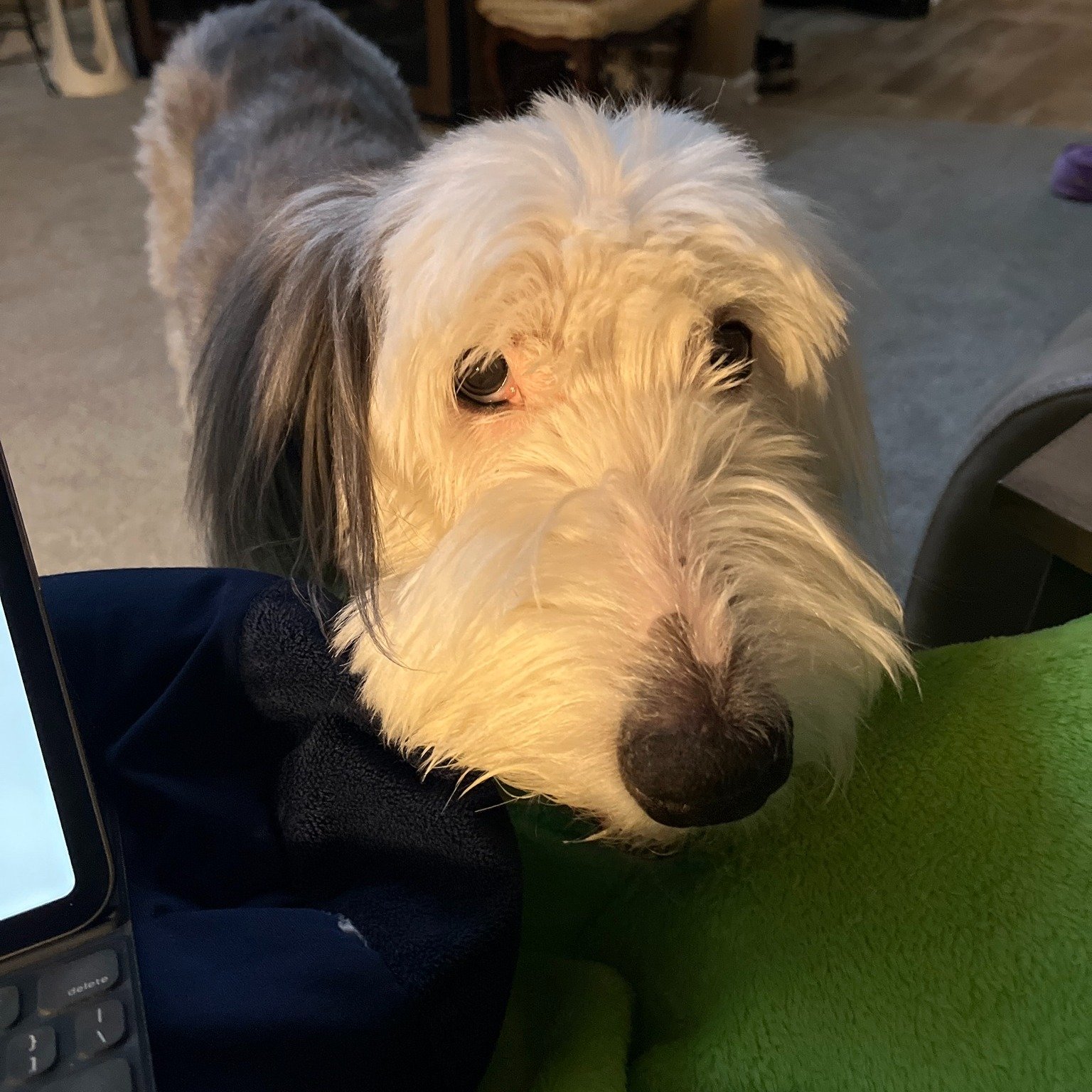 🐕 The Monday Career Question 🔄

What keeps asking for your attention at work?

Dory has a way of placing herself directly beside my laptop when she would like to be noticed. She is nothing if not persistent. It&rsquo;s impossible to ignore that scr