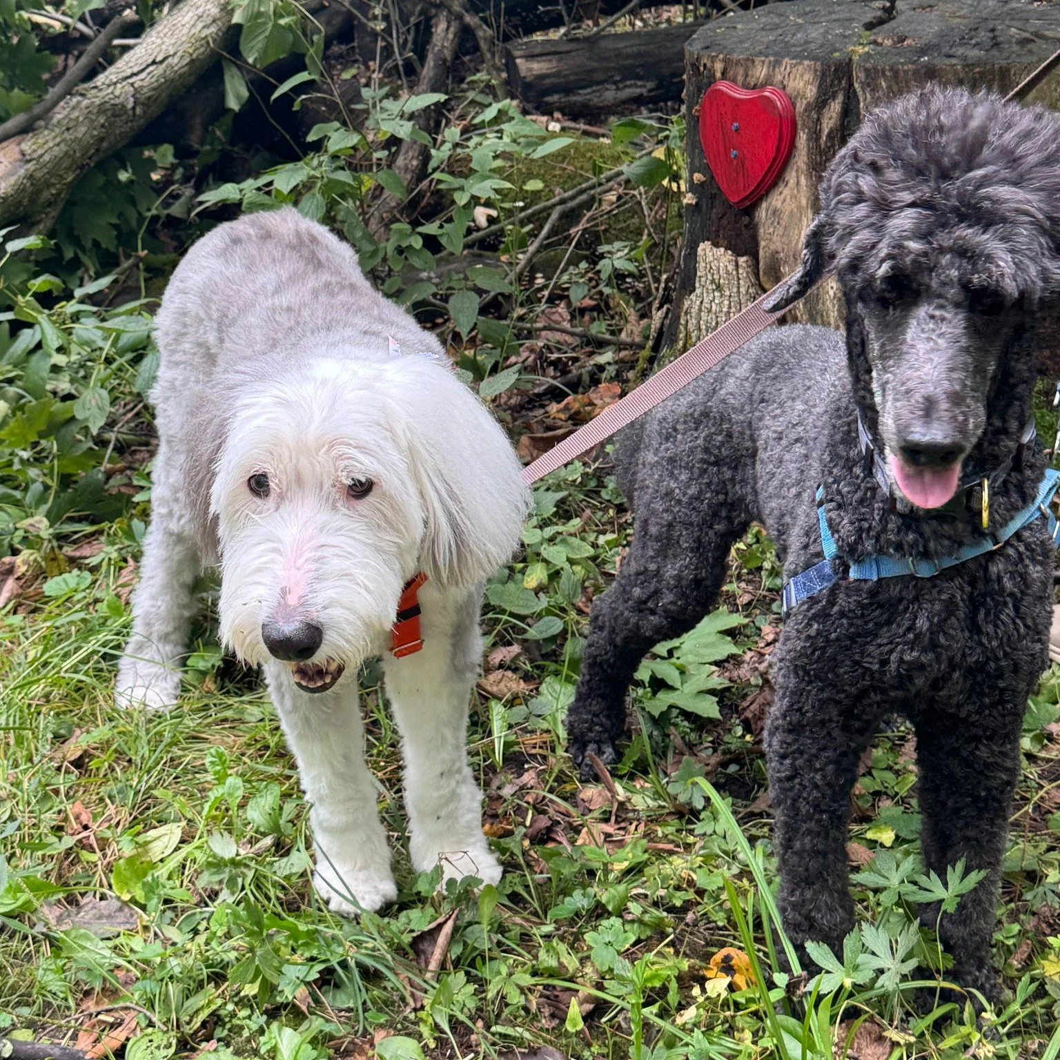 🐕 The Monday Career Question 🔄

What happens when your job title is accurate but incomplete?

&ldquo;Is that a sheepadoodle?&rdquo; someone asked me while I was on walk with Dory, an Old English Sheepdog, and Louis, a Standard Poodle.

I replied, &