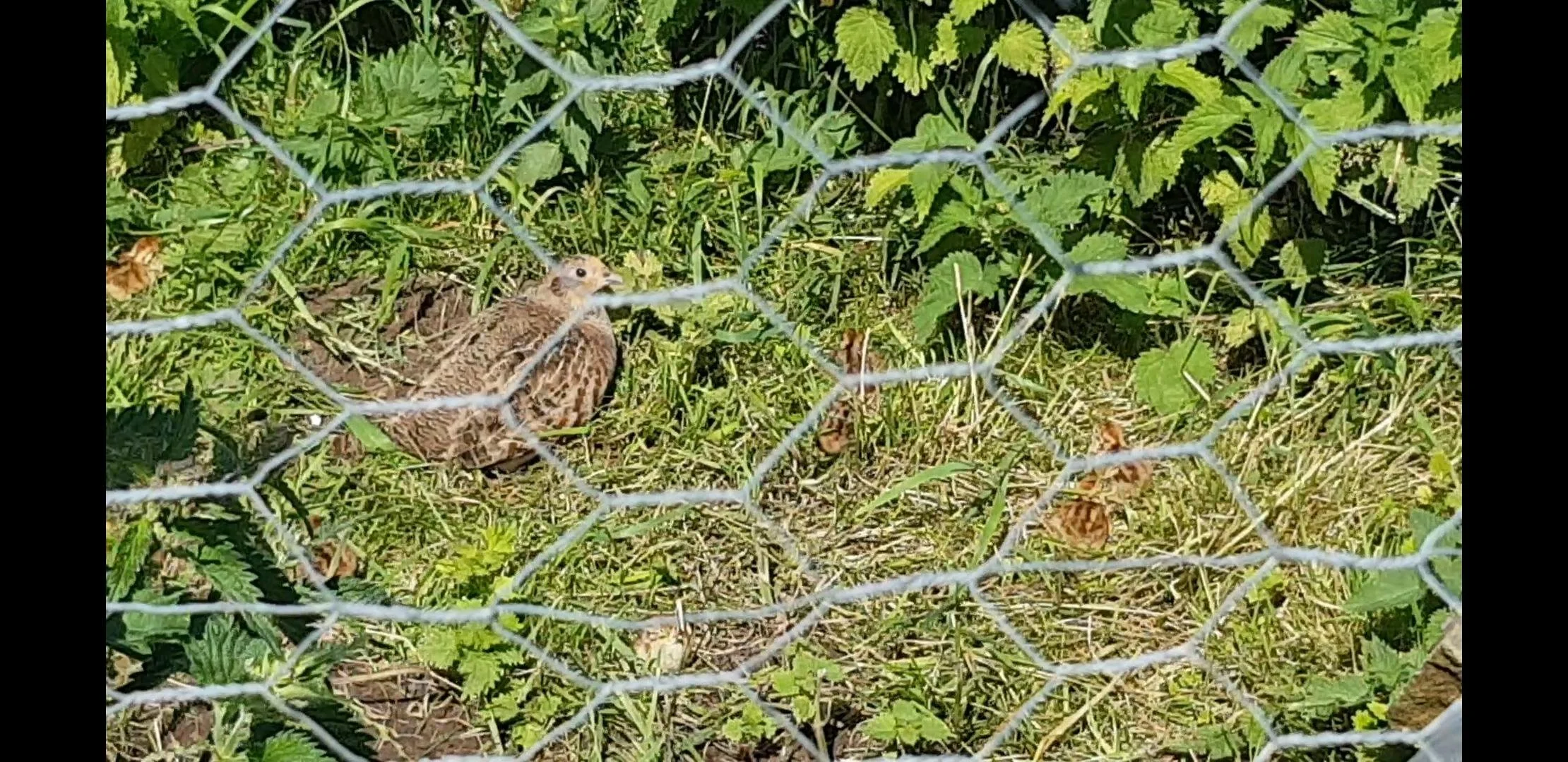 Grey hen with chicks 4.jpg