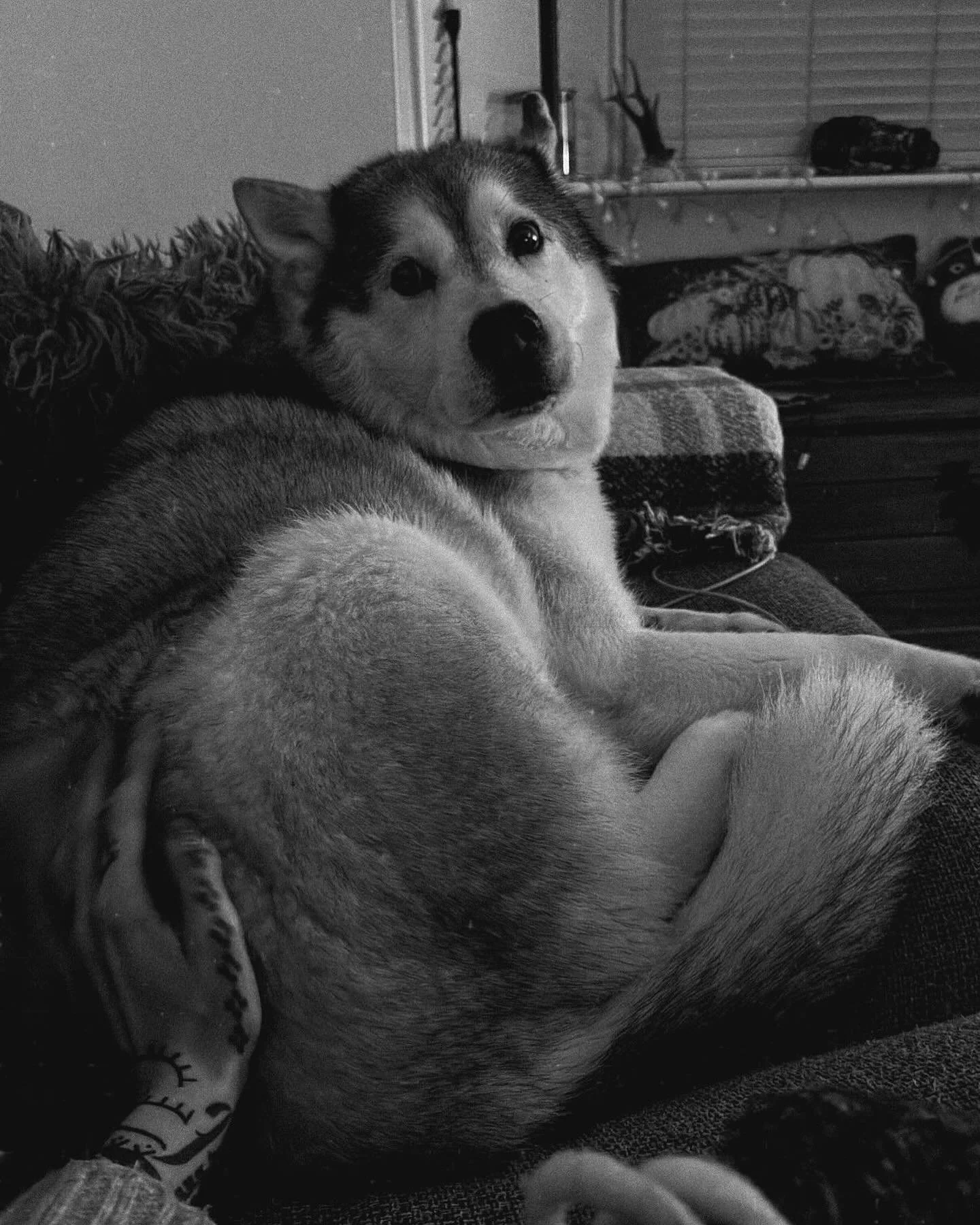 Orion&rsquo;s little face to make you smile 🫶🏻