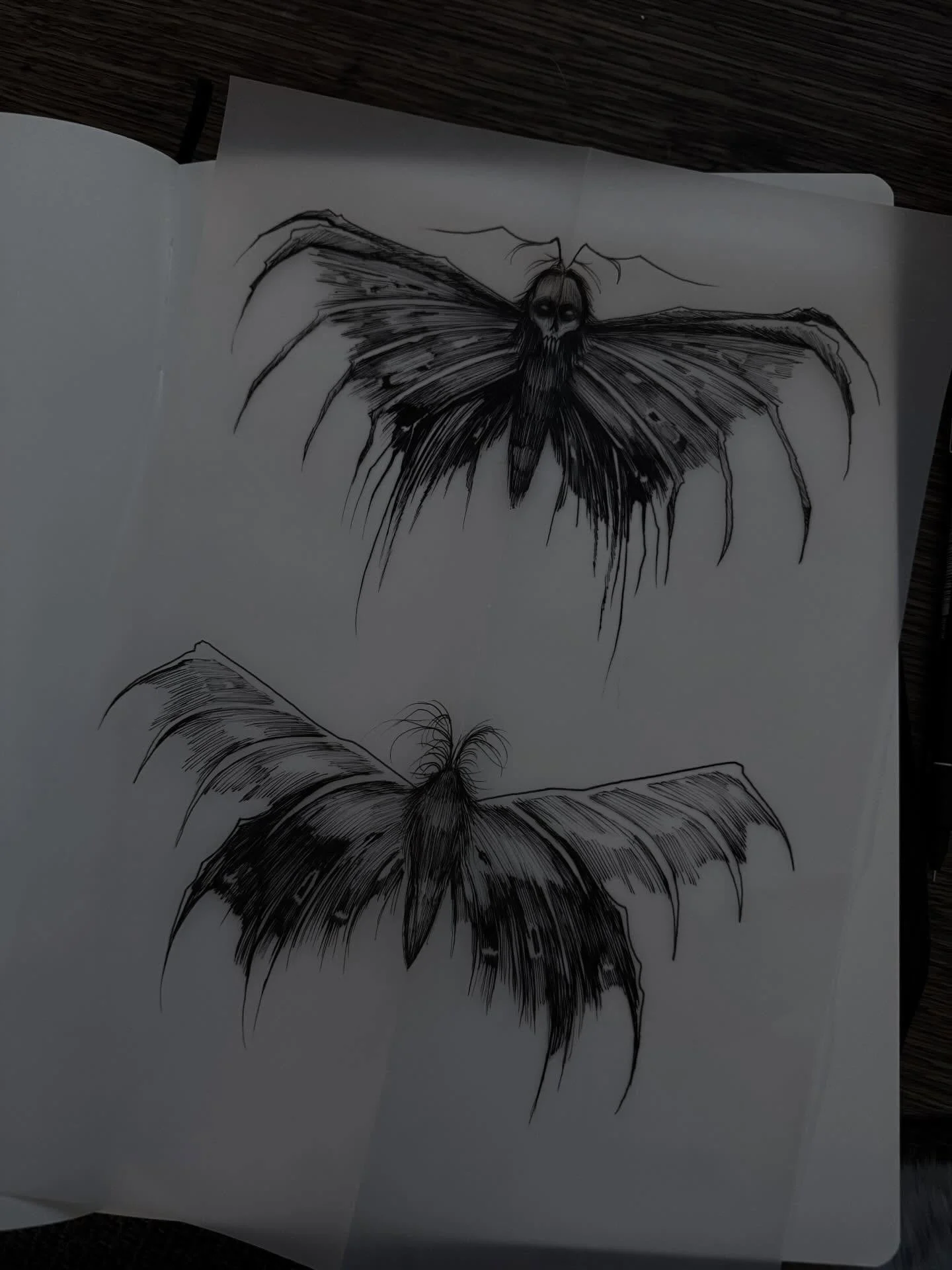 Evening sketches. Available moths ✍🏻