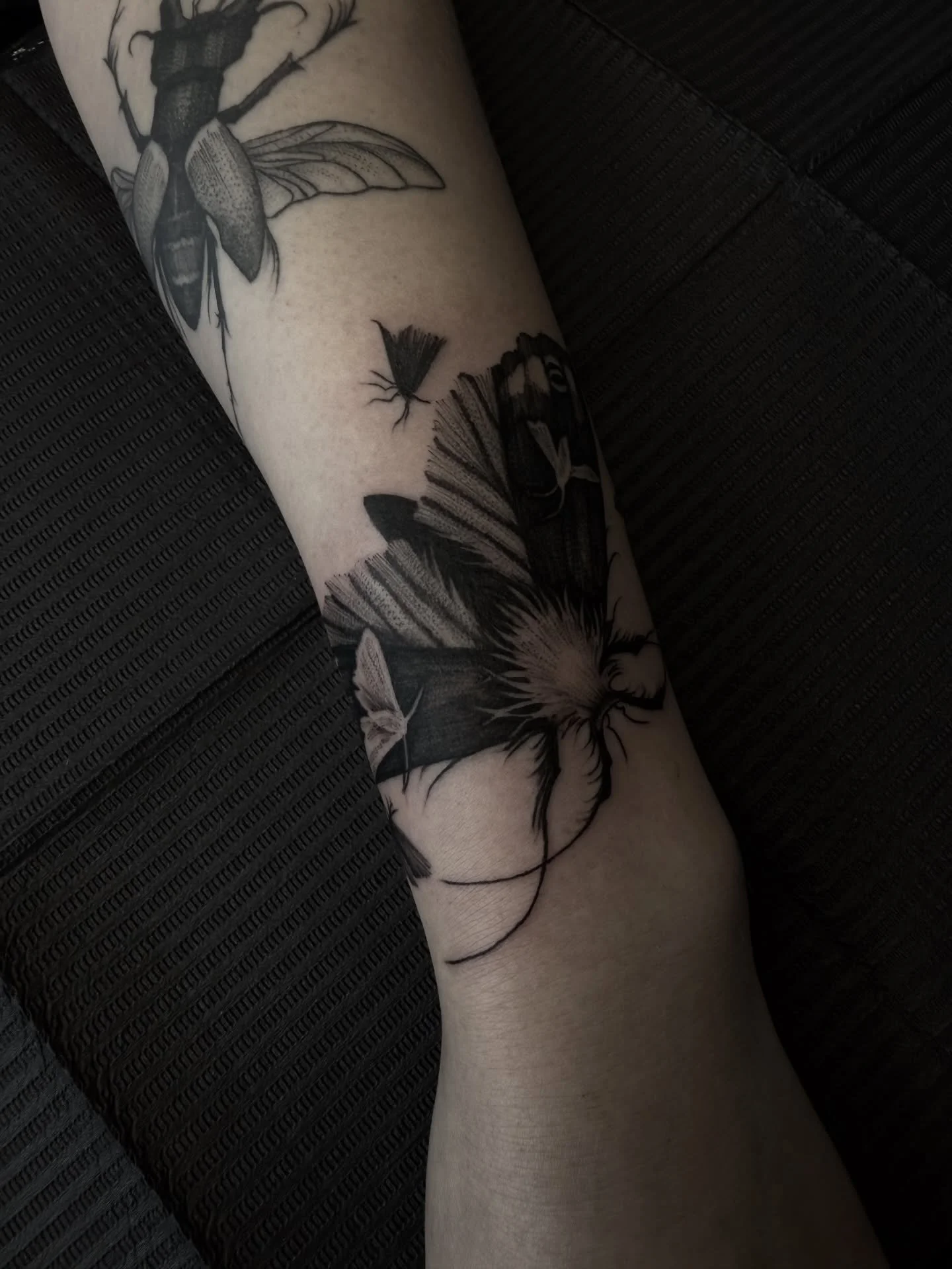 Moth from my design book 🖤