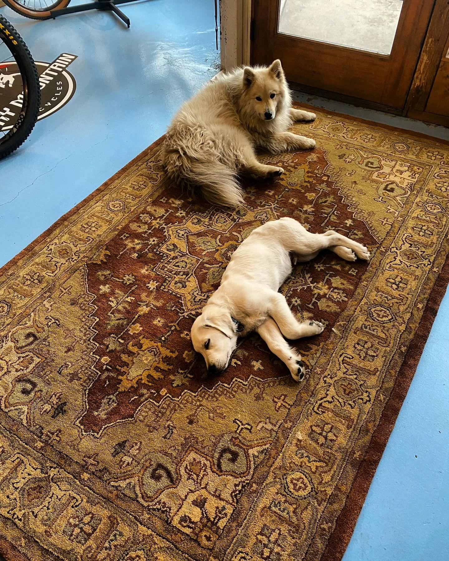 Shop dogs doing what they do best! #shopdogs