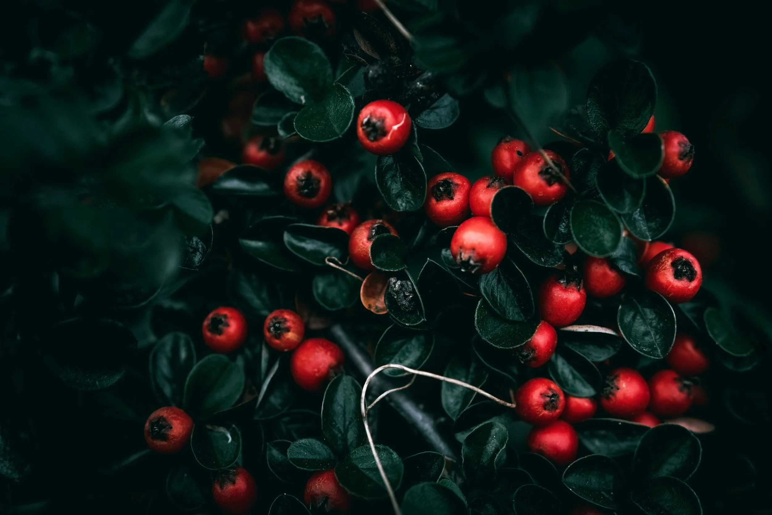 wyxina-tresse-qQeweNZgtU0-unsplash.jpg