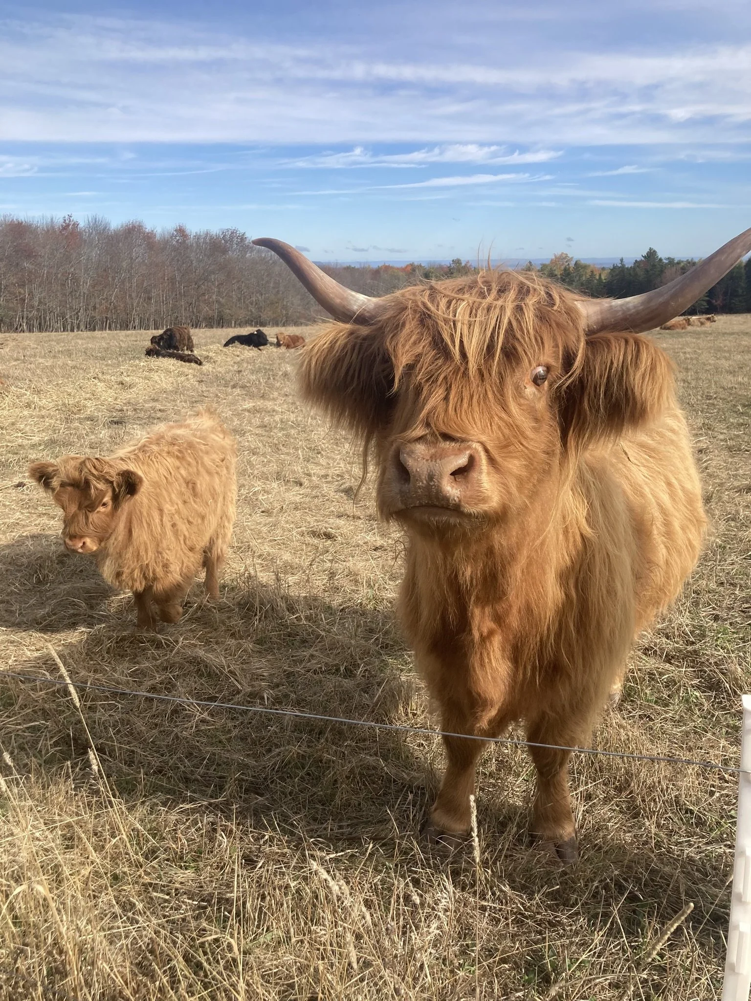 Ruby highland cows