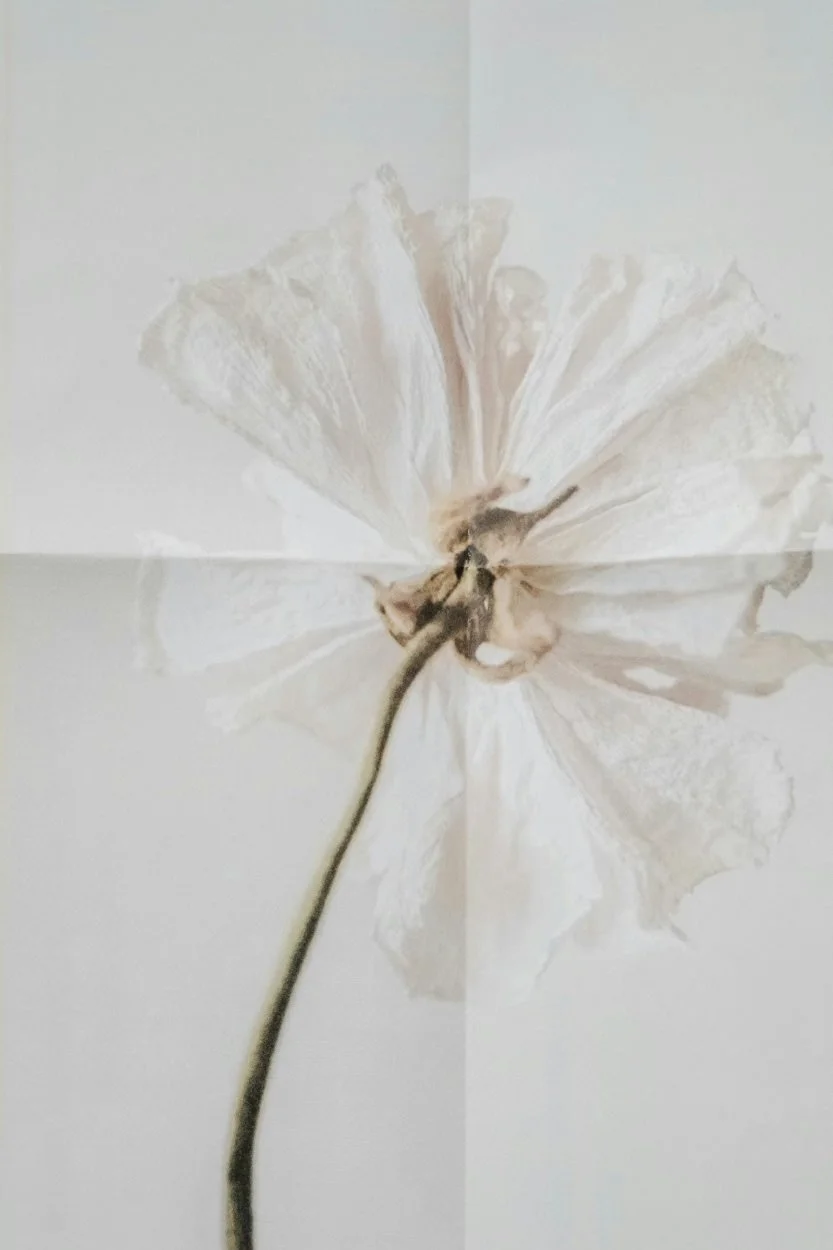close up image of white flower against crumbled paper