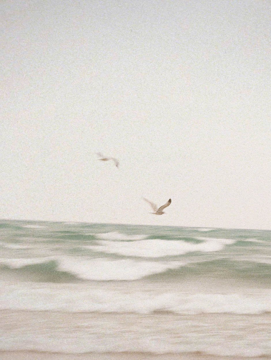 pastel calm image of birds flying over the ocean