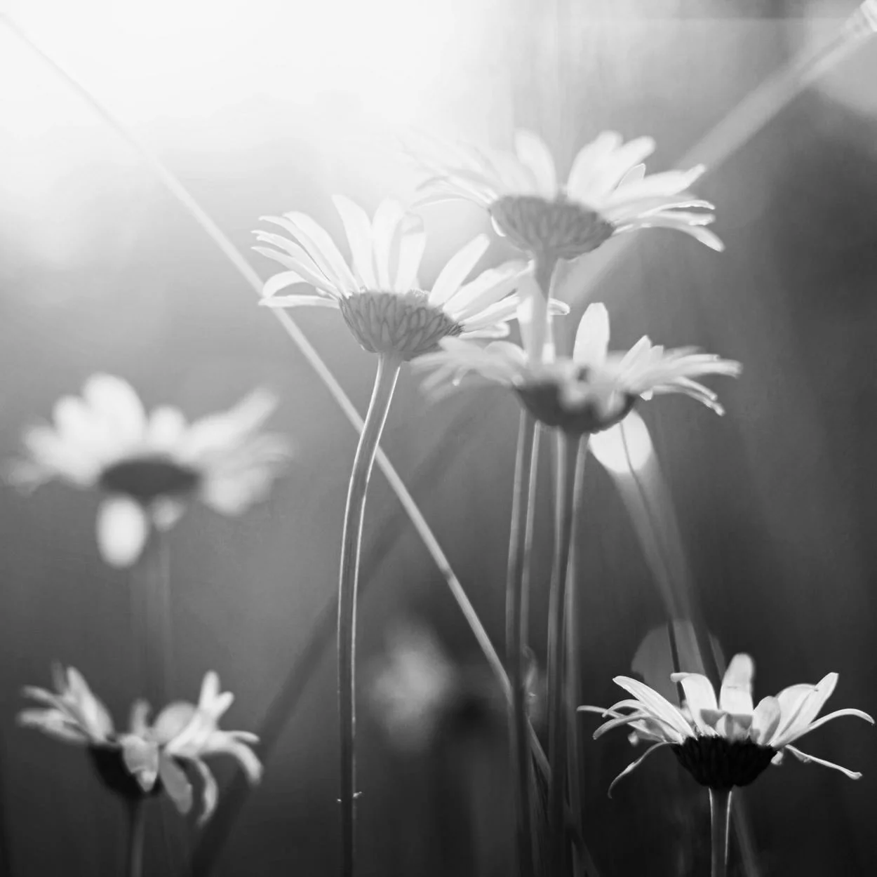 Black and white photograph of daisies with tall, thin stems and round centers, backlit to create a soft glow and high contrast silhouettes.