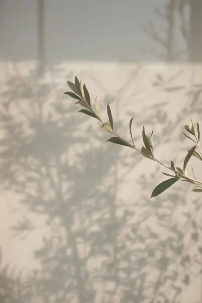 leaf stem against a wall showing shadows of a plant