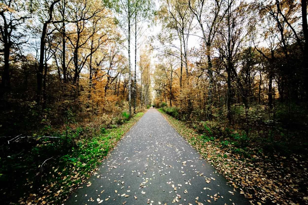 A paved walking trail through a forest with trees shedding yellow and orange leaves, some fallen leaves scattered on the path.