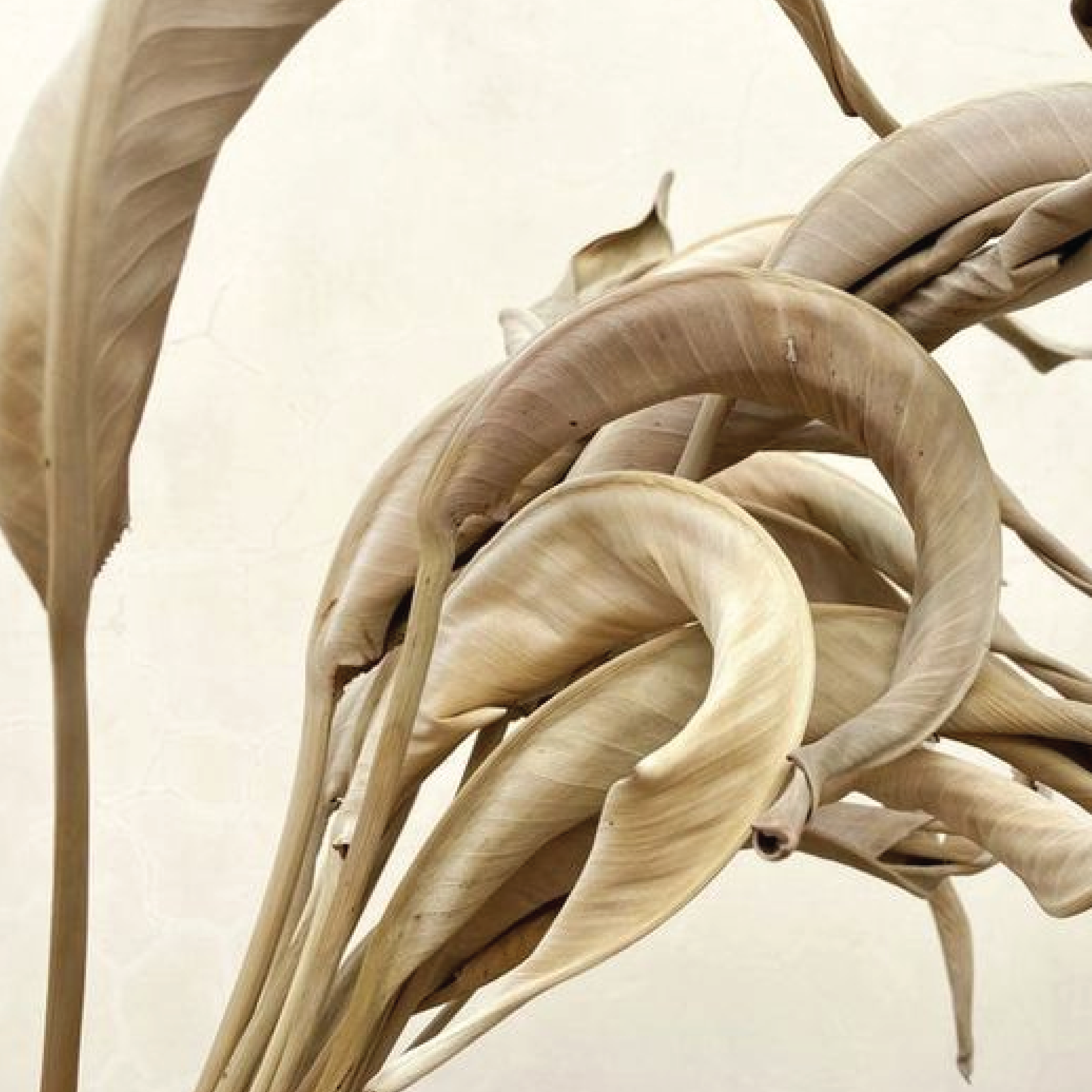 brown flowers-07.png