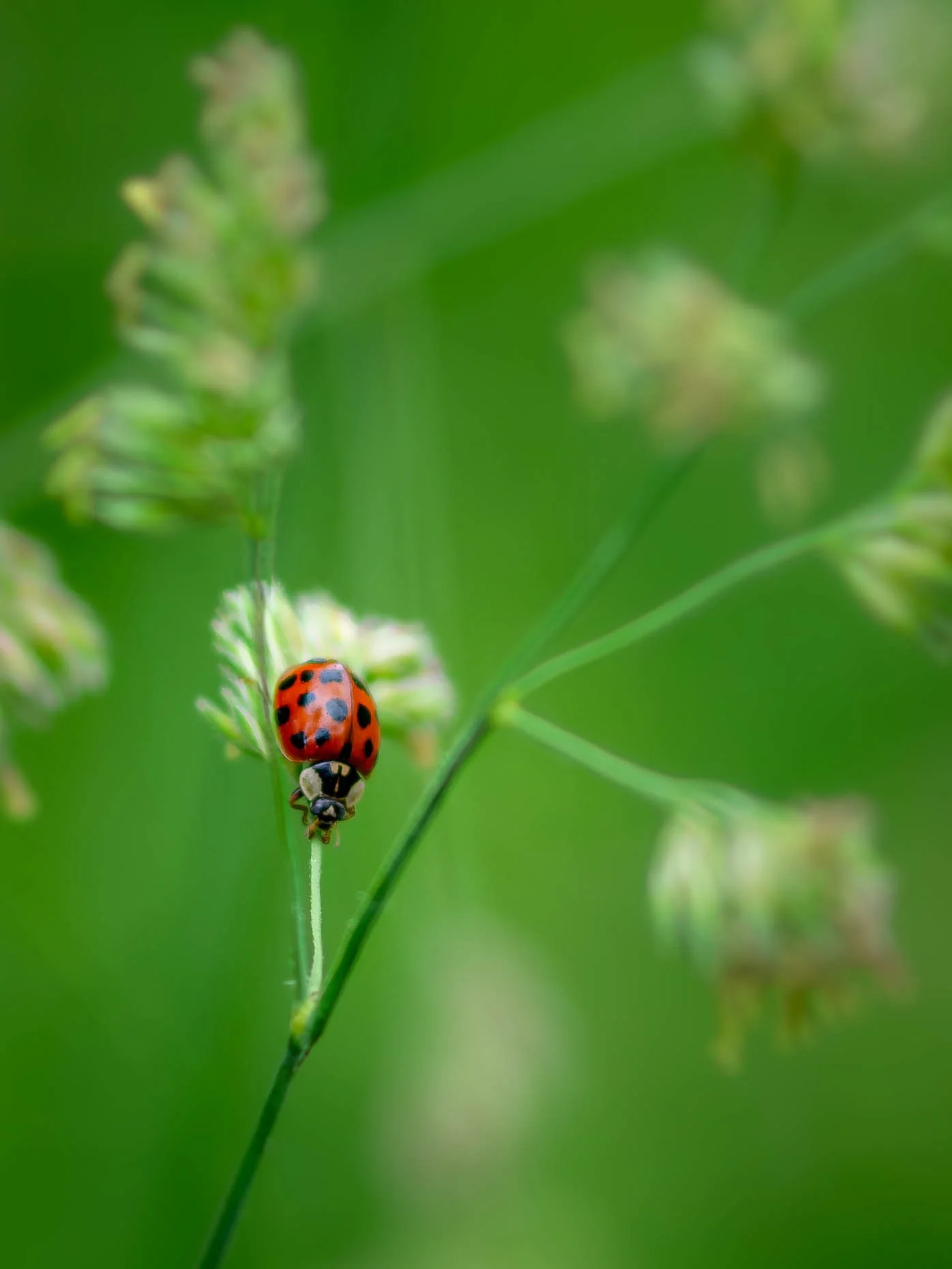 ladybugtwo030624.jpg