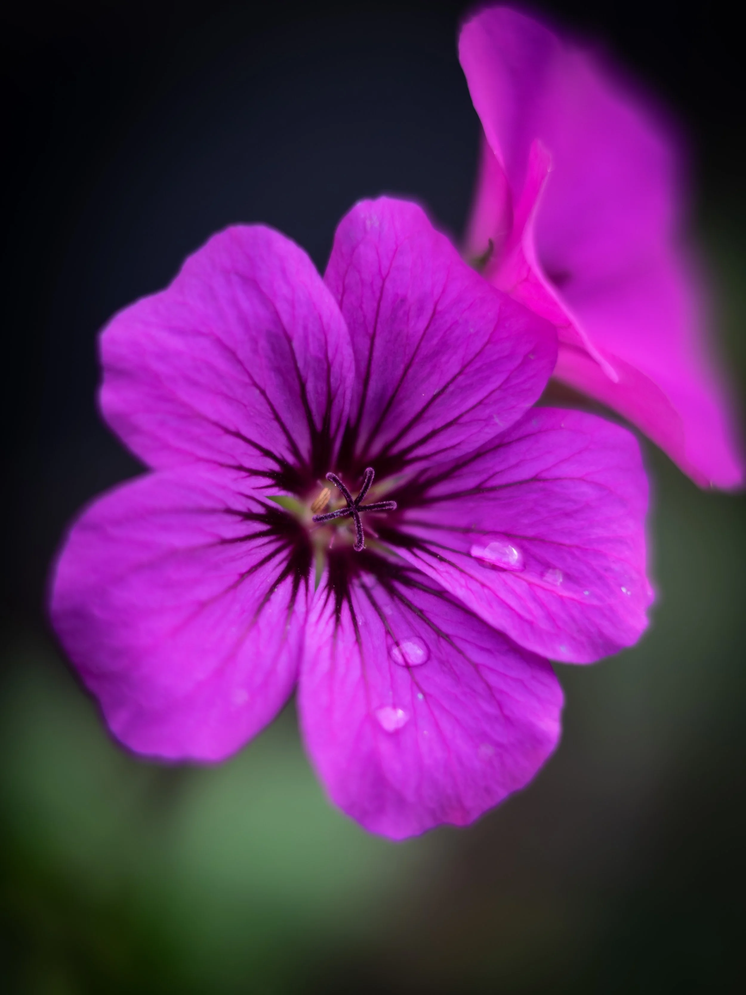 purplemacro1.jpg