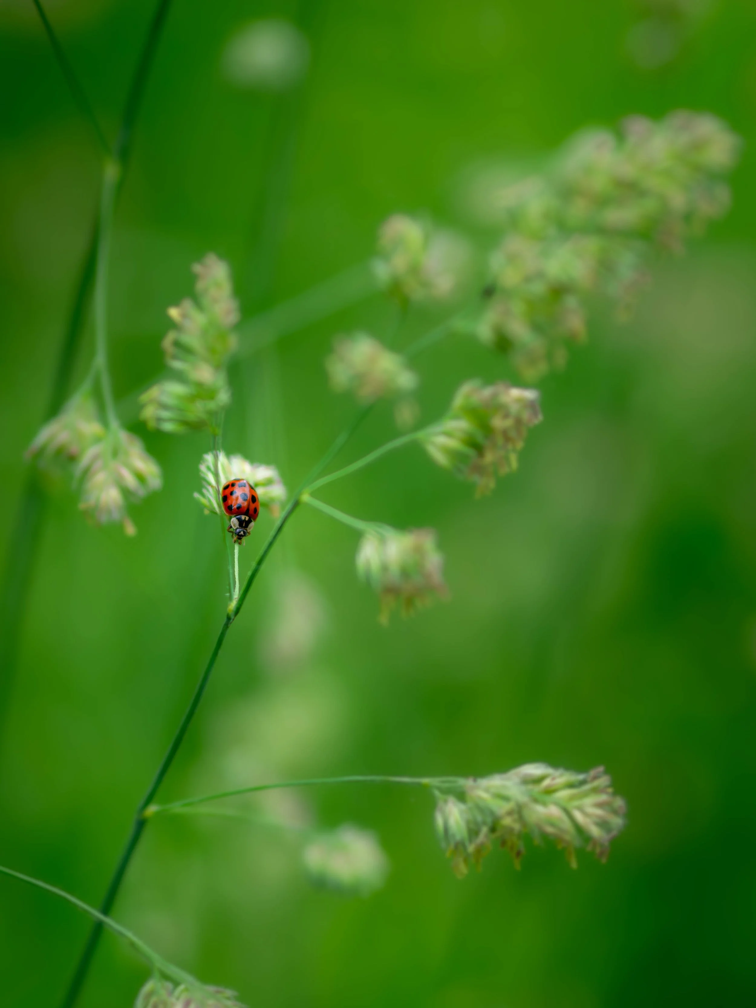ladybug030624.jpg