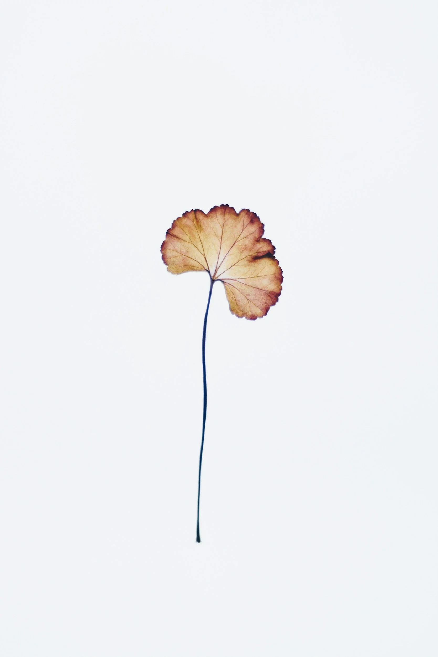 unsplash-image-cd05Lc5N7tE.jpg