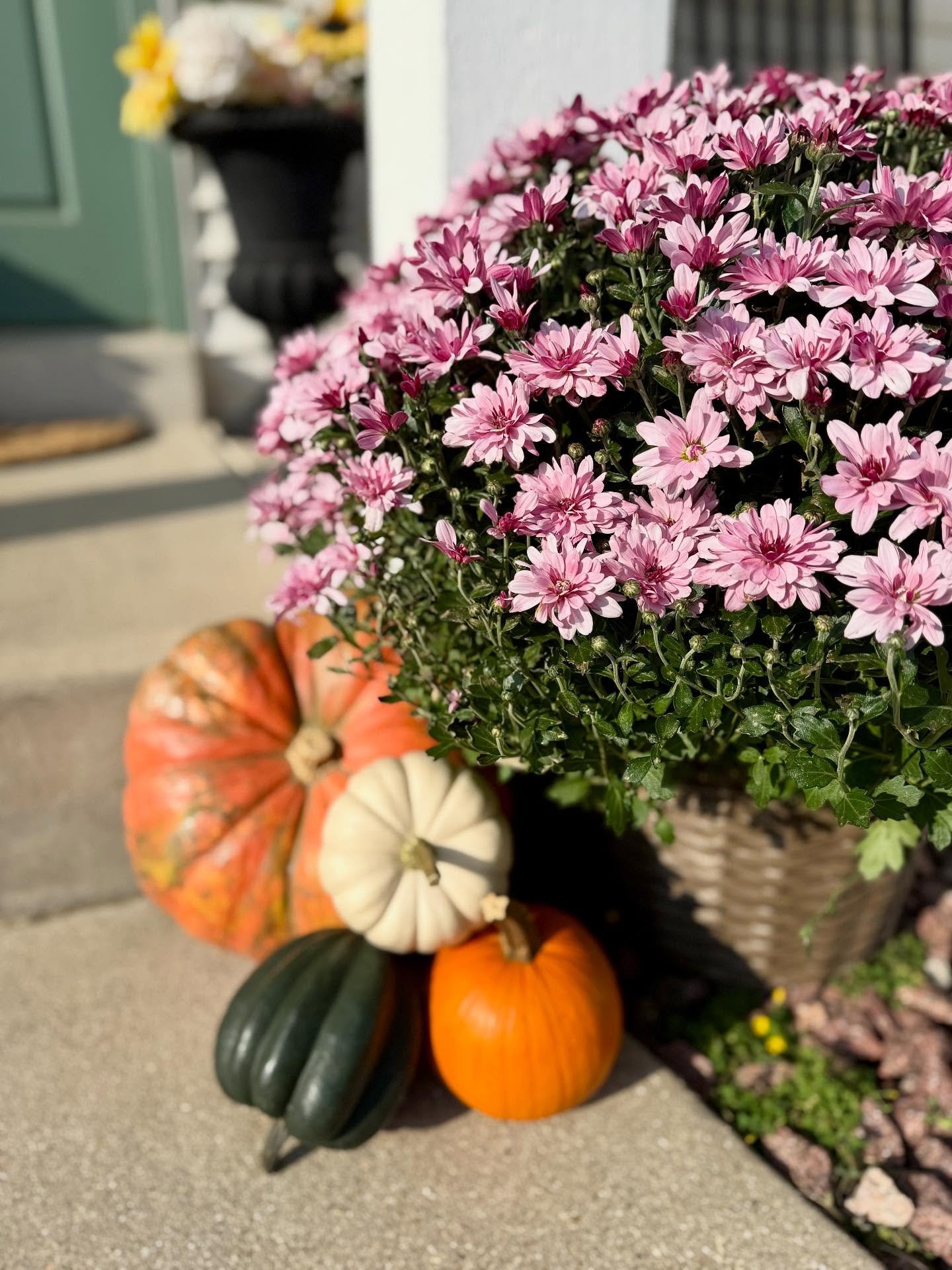 mum plant