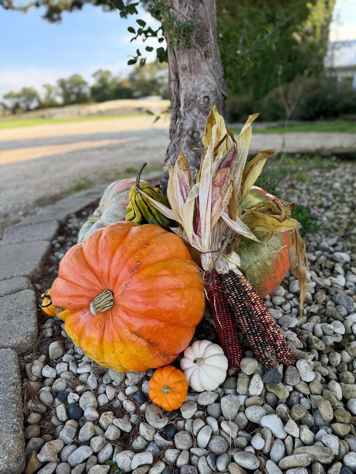 harvest corn bundle