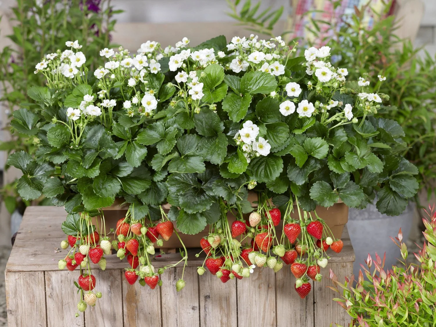 ✿ 'Summer Breeze Snow' Strawberry ✿