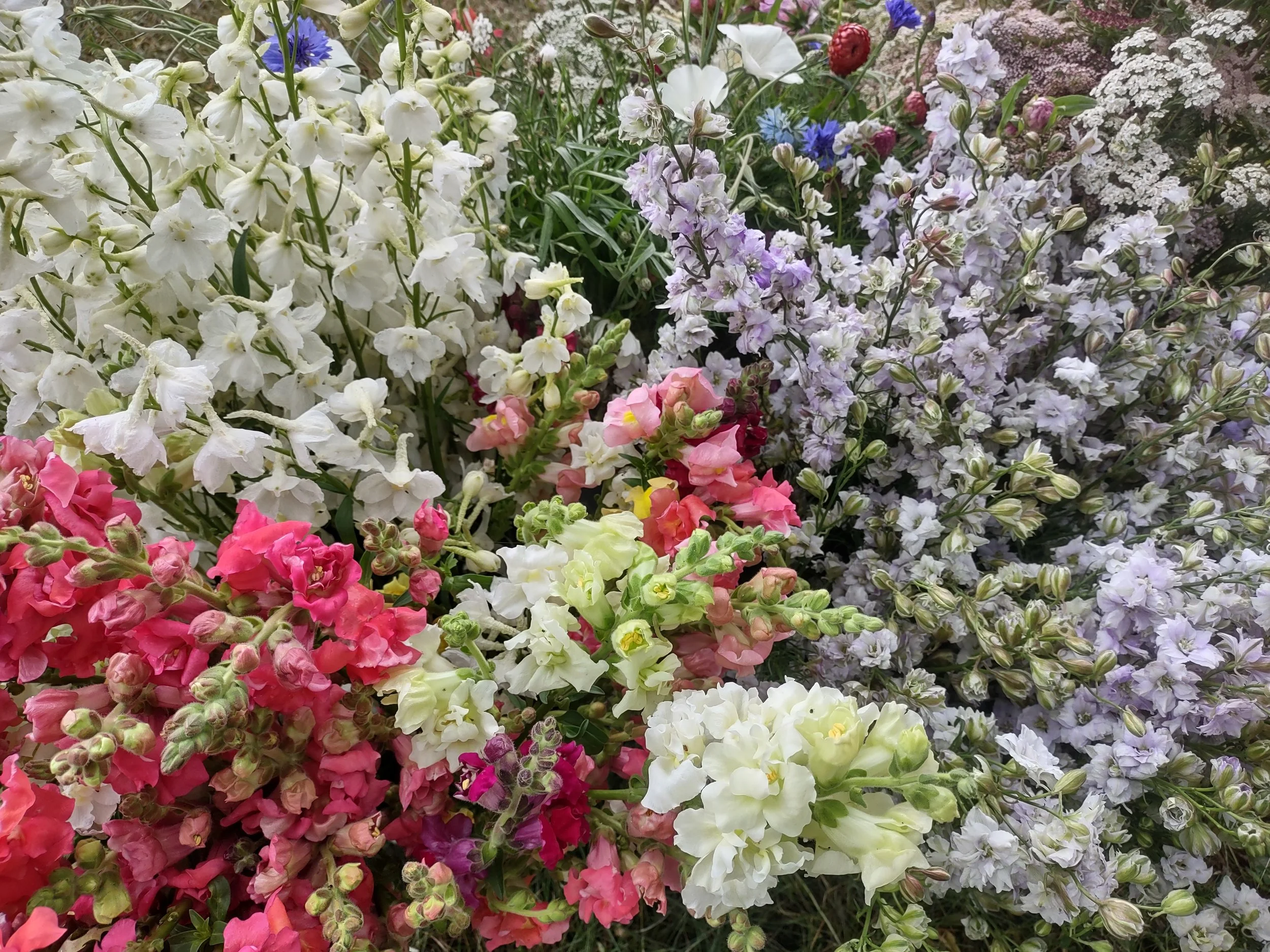 WORKSHOP: Cut Flower Garden (Day 1/2)