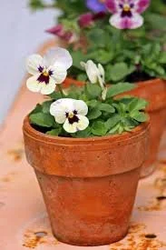 WORKSHOP mini: Petite Pansy Pot