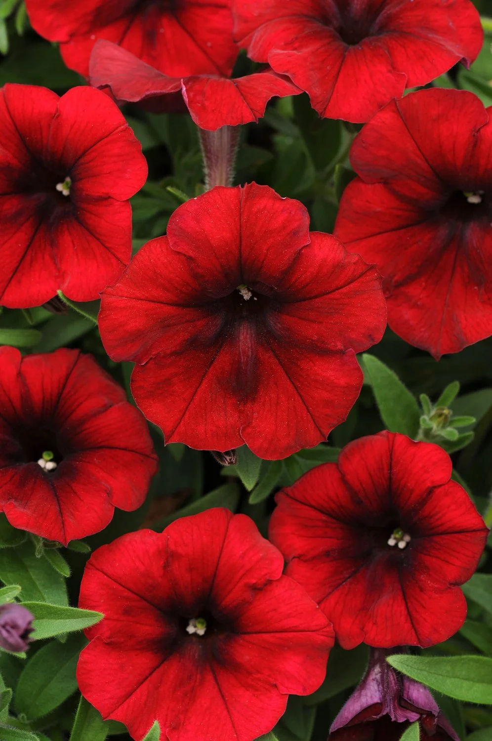 Petunia-Easy-Wave-Red-Velour-1.jpg