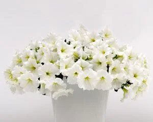petunia-ewave-white.jpg