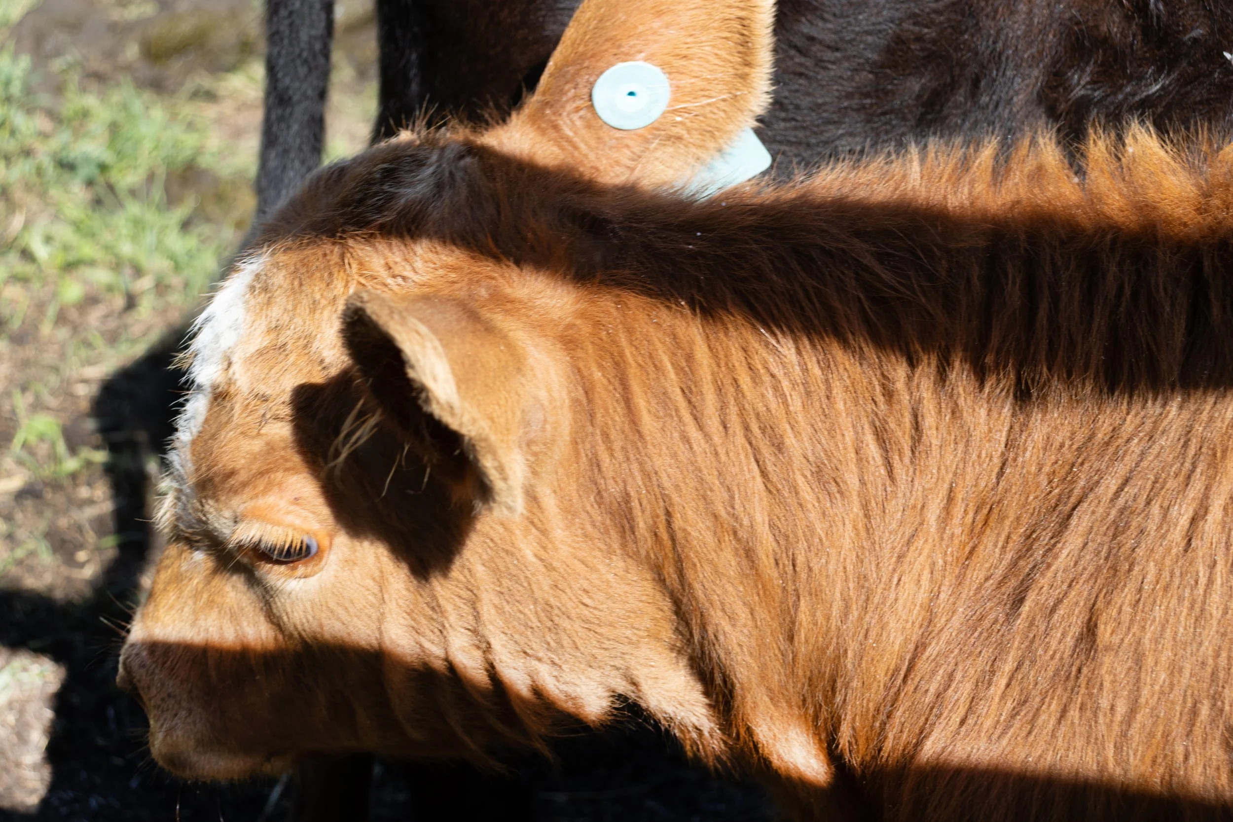 Peace River Petals-32.jpg