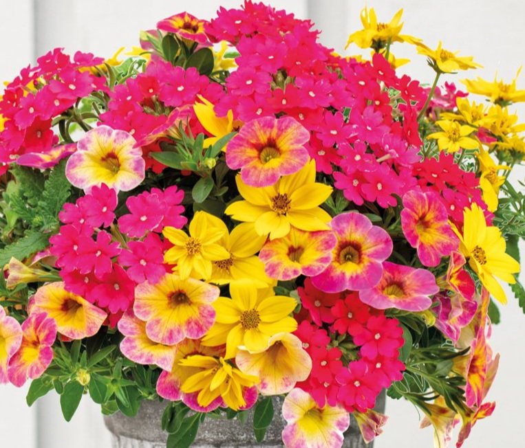 rose-explosion.jpg