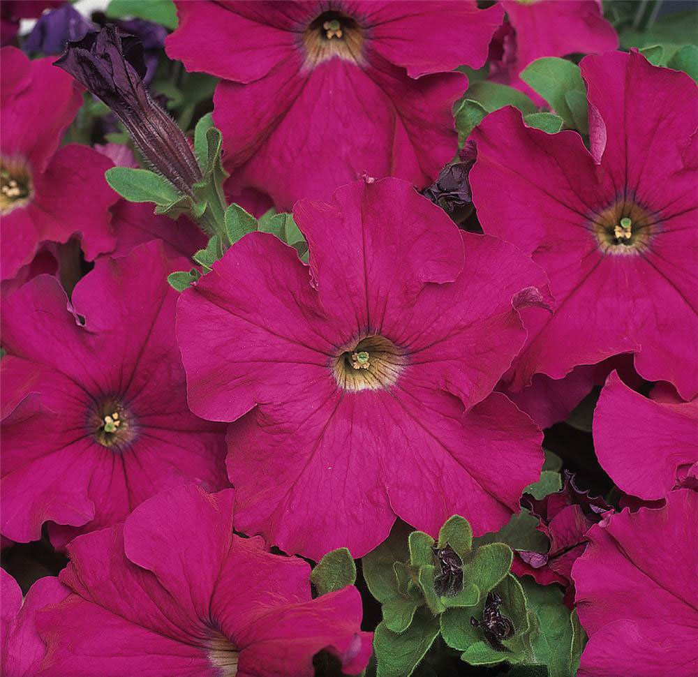 Petunia-Dreams-Neon-Rose.jpg