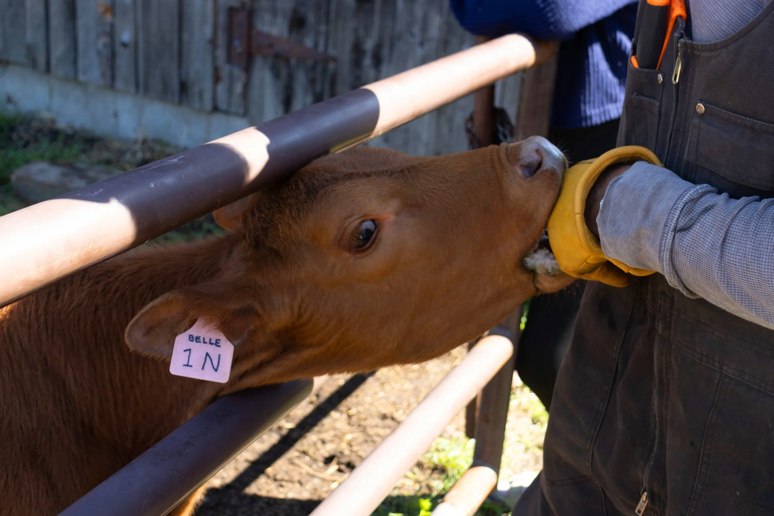 Peace River Petals-21.jpg