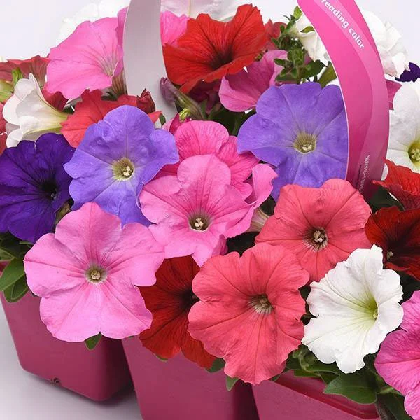 ✿ 'EasyWave' Petunia ✿ 8 colour options