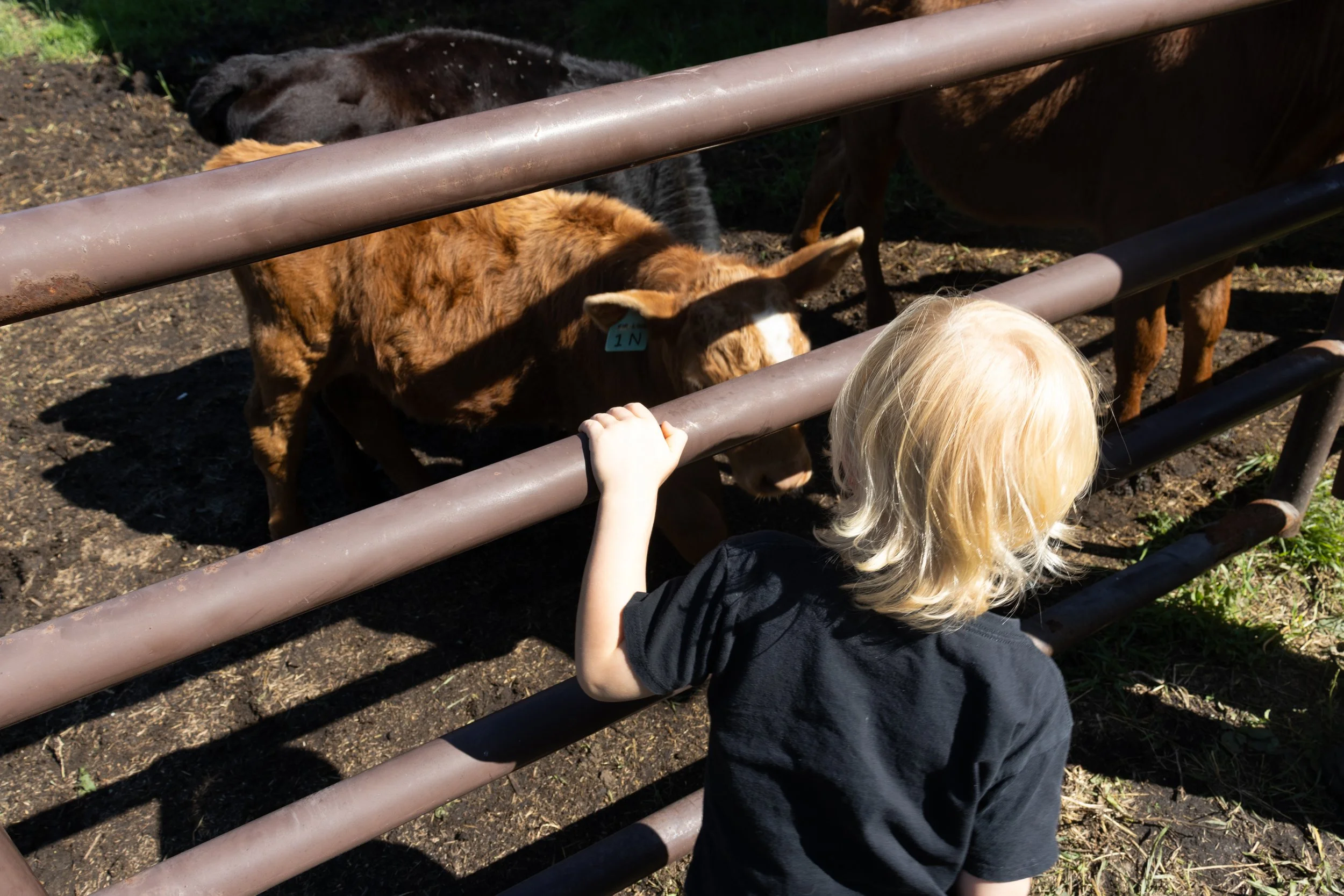 Peace River Petals-28.jpg